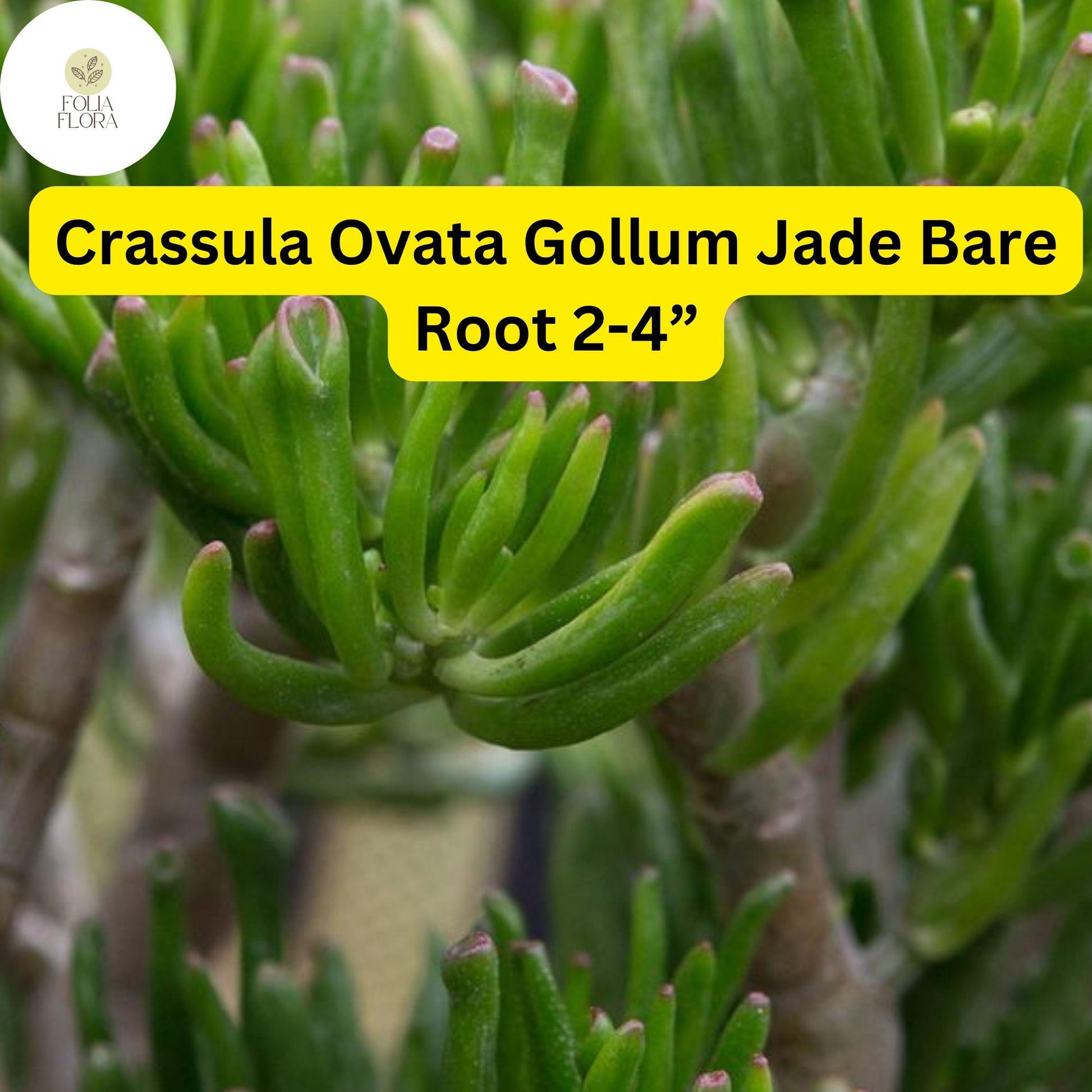 Crassula Ovata ‘Gollum Jade’ | 1 Bare Root 2-4” Plant | Money Tree, Unique Bonsai Succulent, Easy-Care Houseplant, Drought-Tolerant