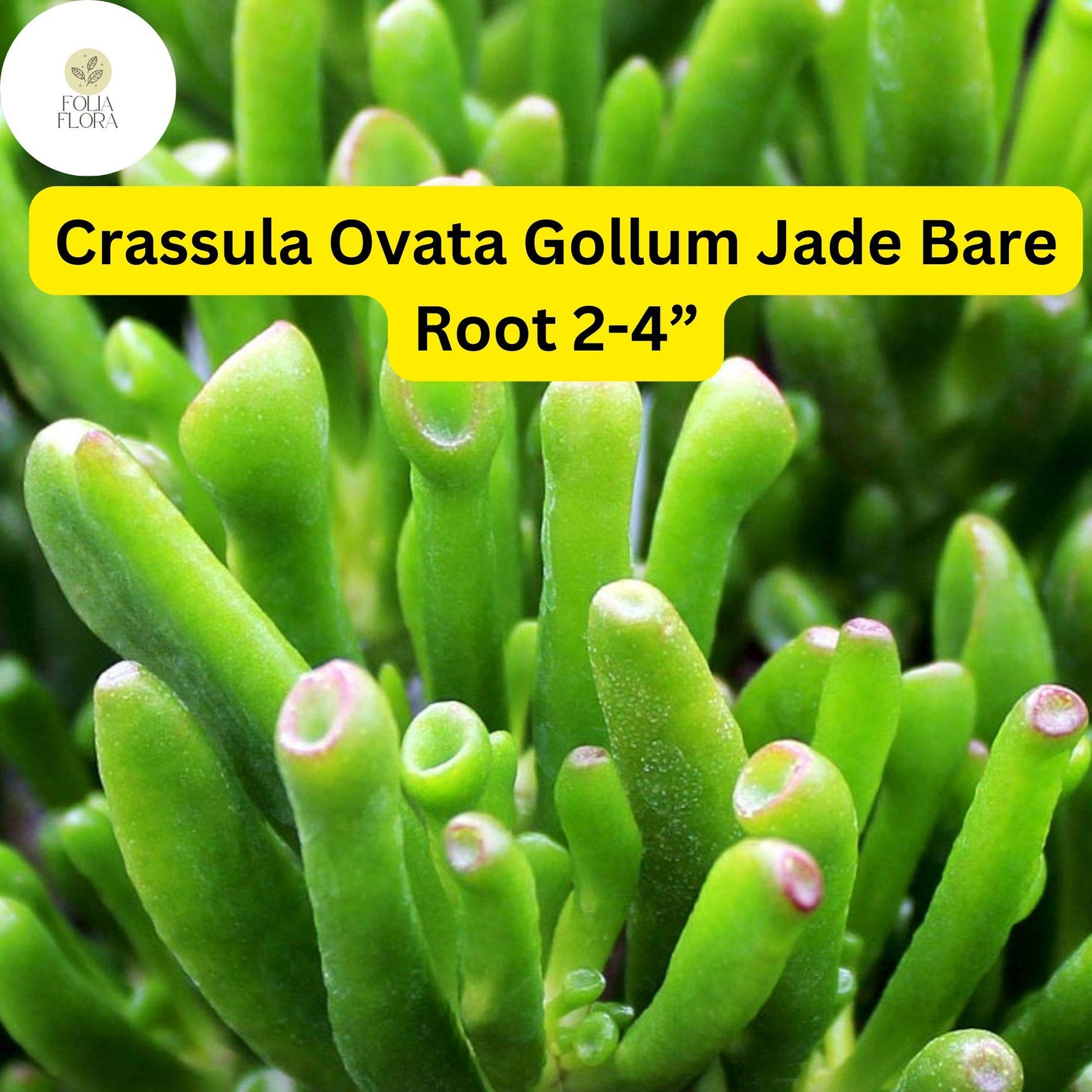 Crassula Ovata ‘Gollum Jade’ | 1 Bare Root 2-4” Plant | Money Tree, Unique Bonsai Succulent, Easy-Care Houseplant, Drought-Tolerant
