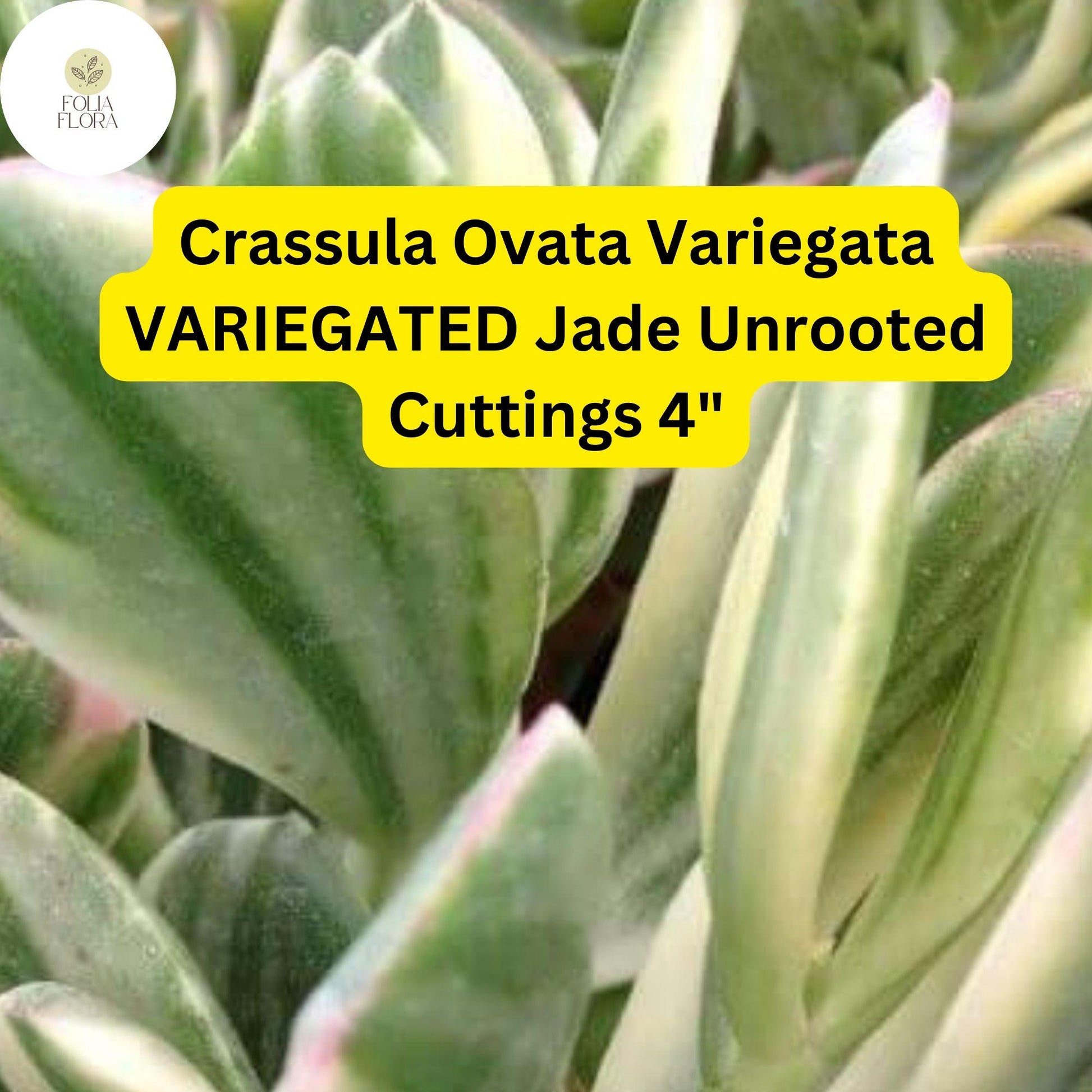 Crassula Ovata Variegata ‘Variegated Jade’ | 3 Live 4” Unrooted Cuttings | Unique, Easy-Care Succulent, Drought-Tolerant Houseplant