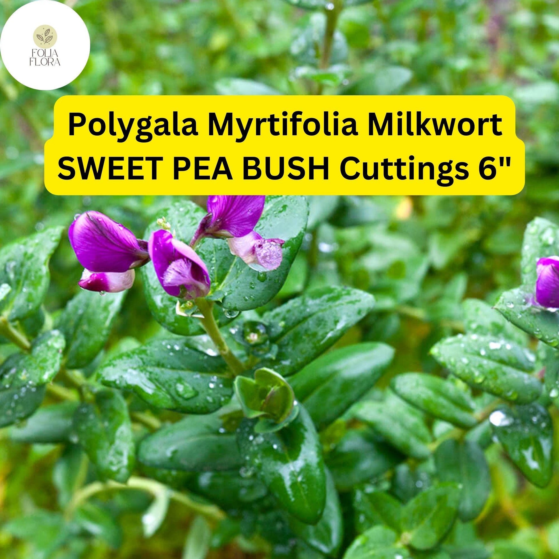 Polygala Myrtifolia ‘Sweet Pea Bush’ | 7 Live 6” Unrooted Cuttings | Fast-Growing, Purple Blooms, Evergreen Shrub, Easy-Care