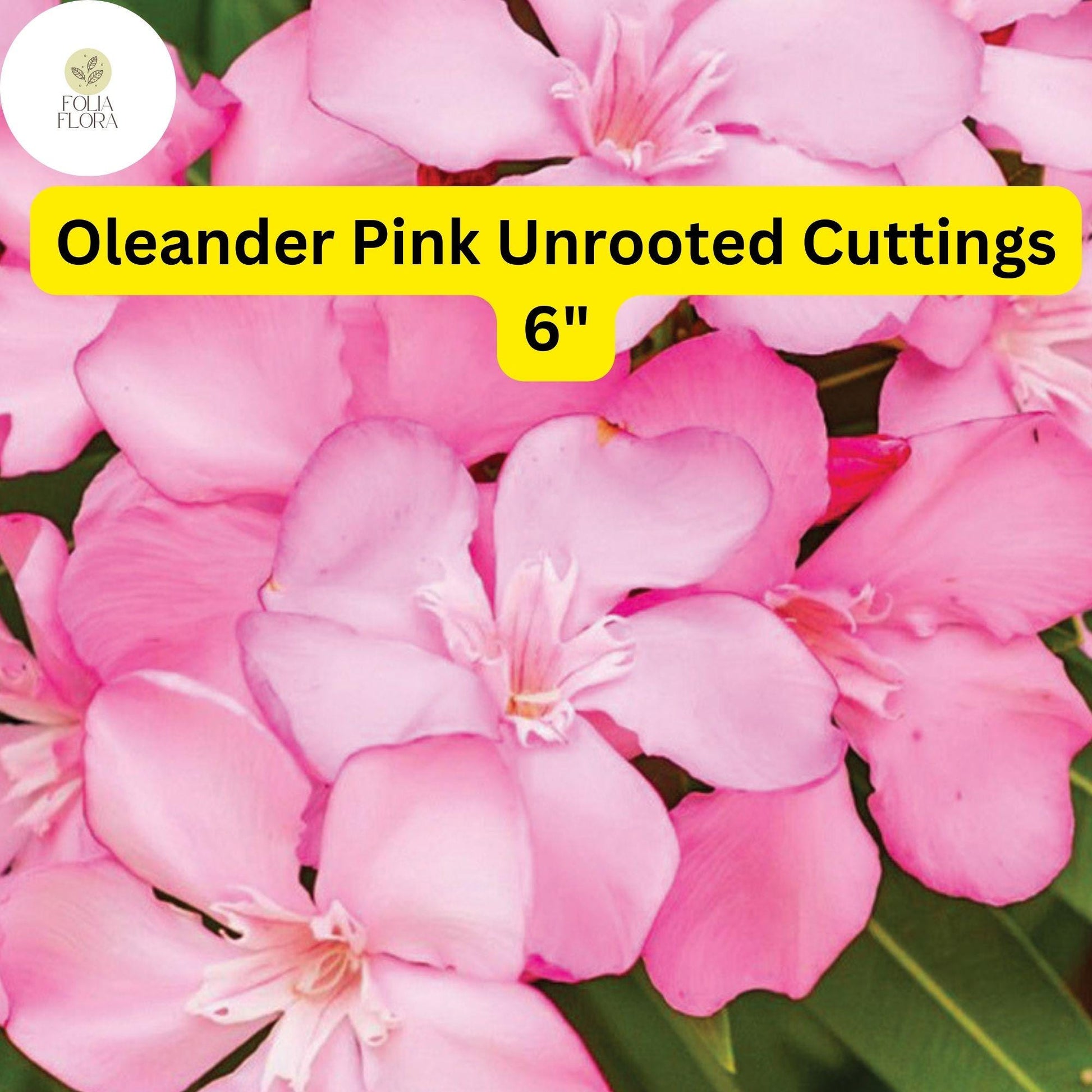 Oleander Pink | Nerium Oleander | 7 Live 6” Unrooted Cuttings | Drought-Tolerant Shrub, Fast-Growing, Evergreen, Flowering Hedge