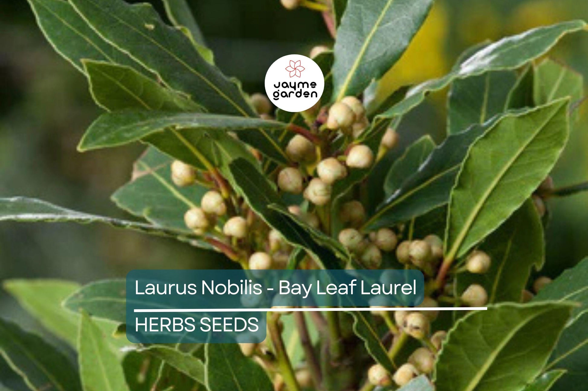 5 Laurus Nobilis Bay Leaf Laurel Seeds - Rare Tropical Tree, USA Seller, Aromatic Evergreen