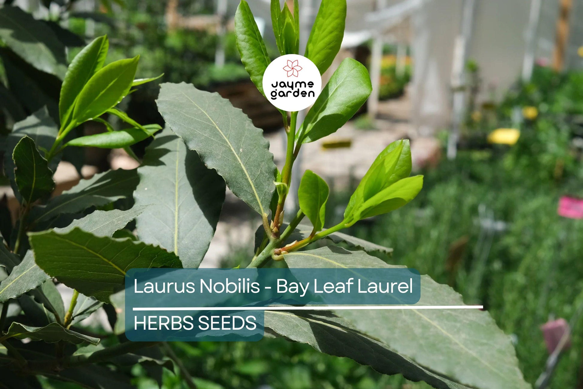 5 Laurus Nobilis Bay Leaf Laurel Seeds - Rare Tropical Tree, USA Seller, Aromatic Evergreen