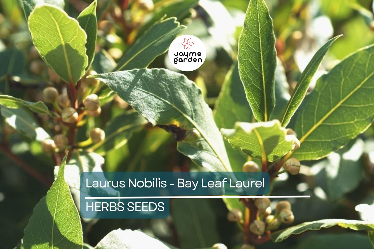 5 Laurus Nobilis Bay Leaf Laurel Seeds - Rare Tropical Tree, USA Seller, Aromatic Evergreen