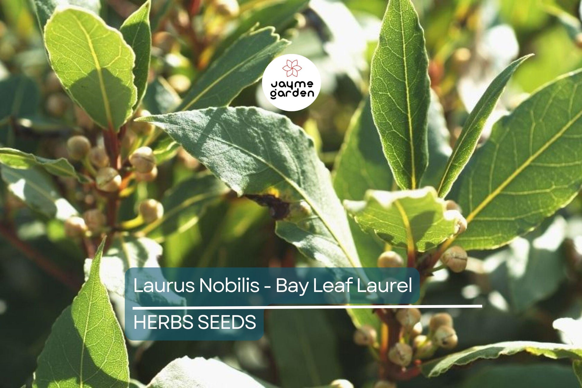 5 Laurus Nobilis Bay Leaf Laurel Seeds - Rare Tropical Tree, USA Seller, Aromatic Evergreen