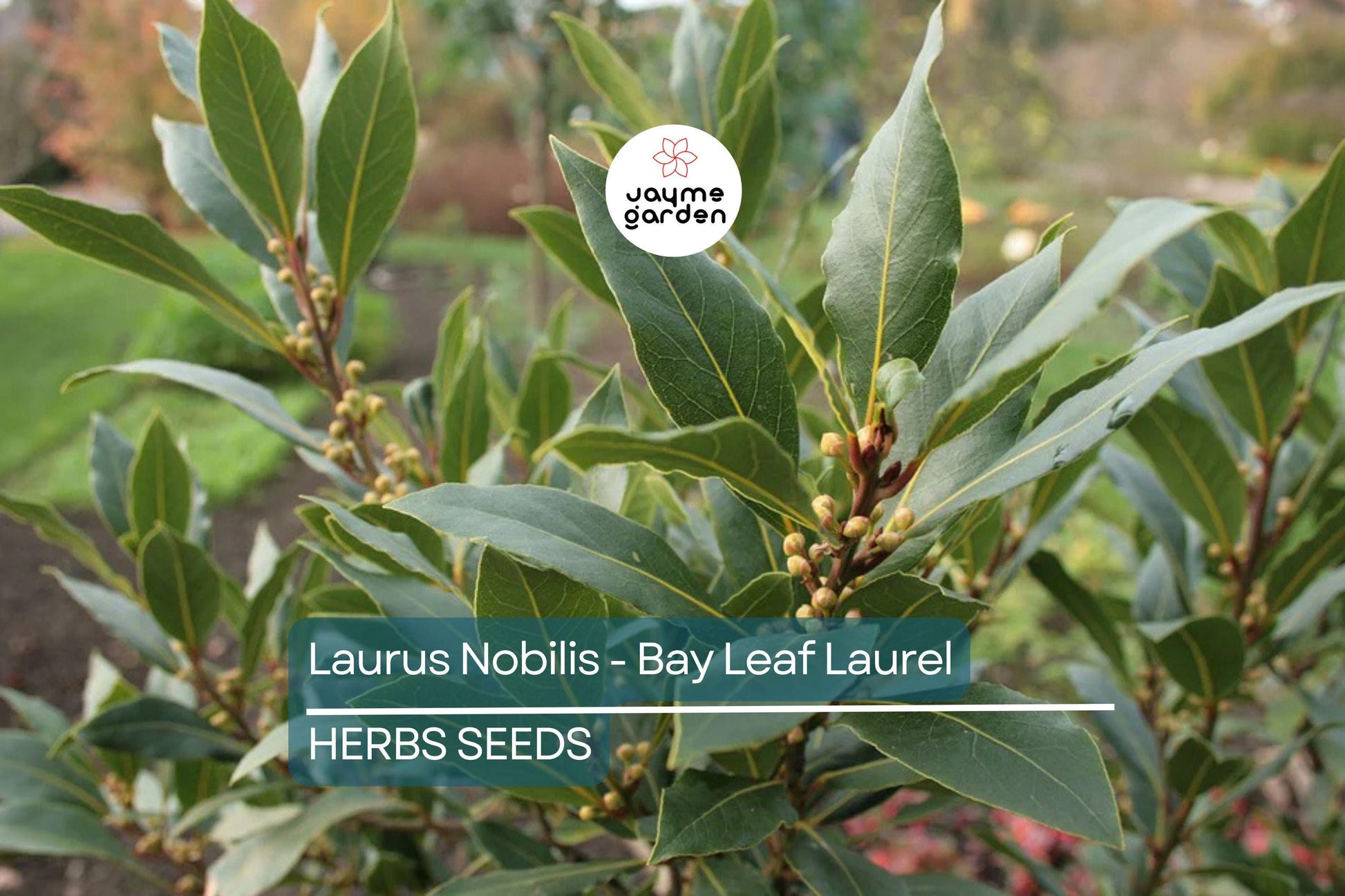 5 Laurus Nobilis Bay Leaf Laurel Seeds - Rare Tropical Tree, USA Seller, Aromatic Evergreen