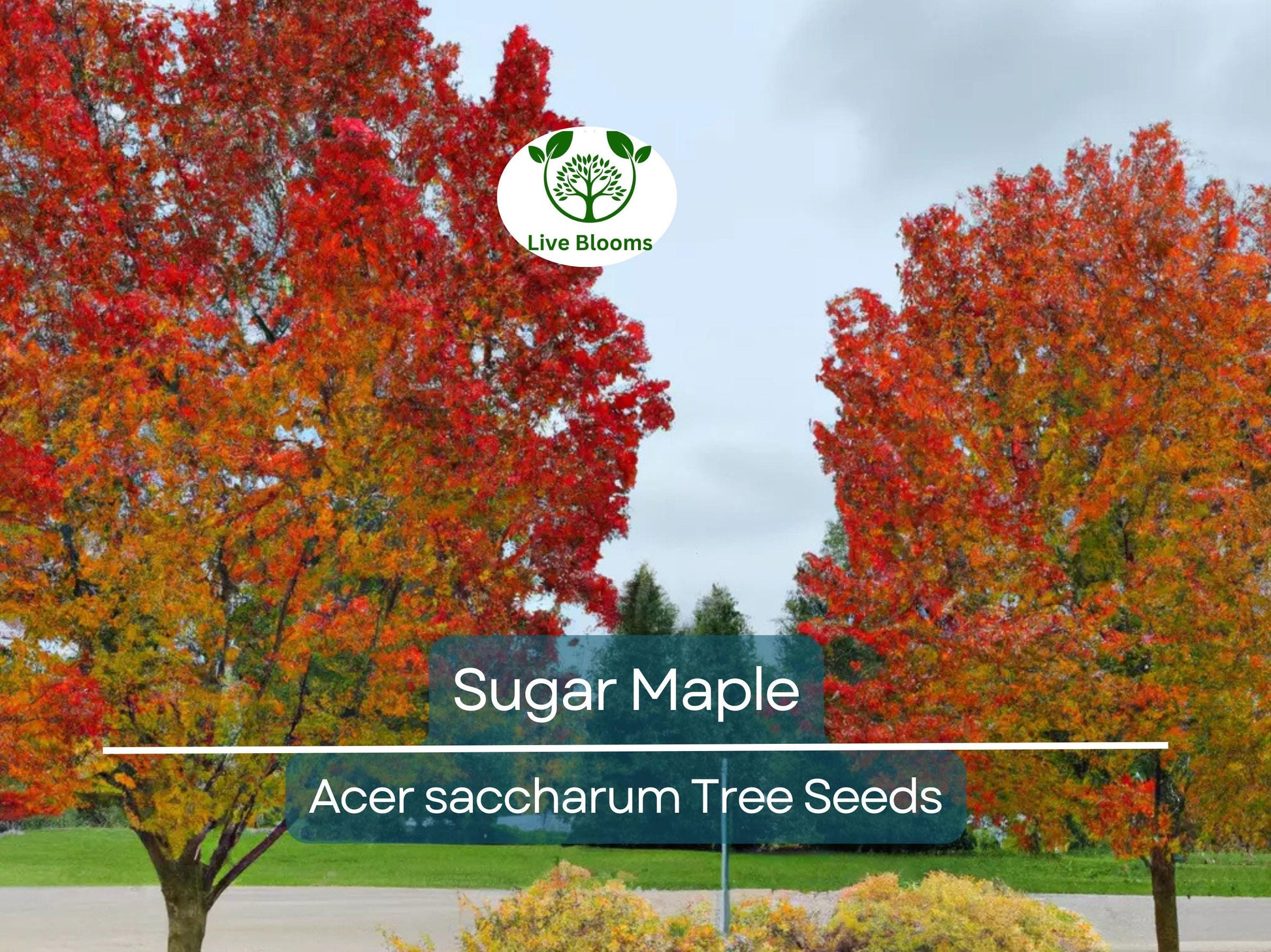 30 Sugar Maple Tree Seeds (Acer saccharum), Fall Color, Edible Maple Syrup Source, Hardy, Shade Tree, Perfect for Landscaping & Gardening