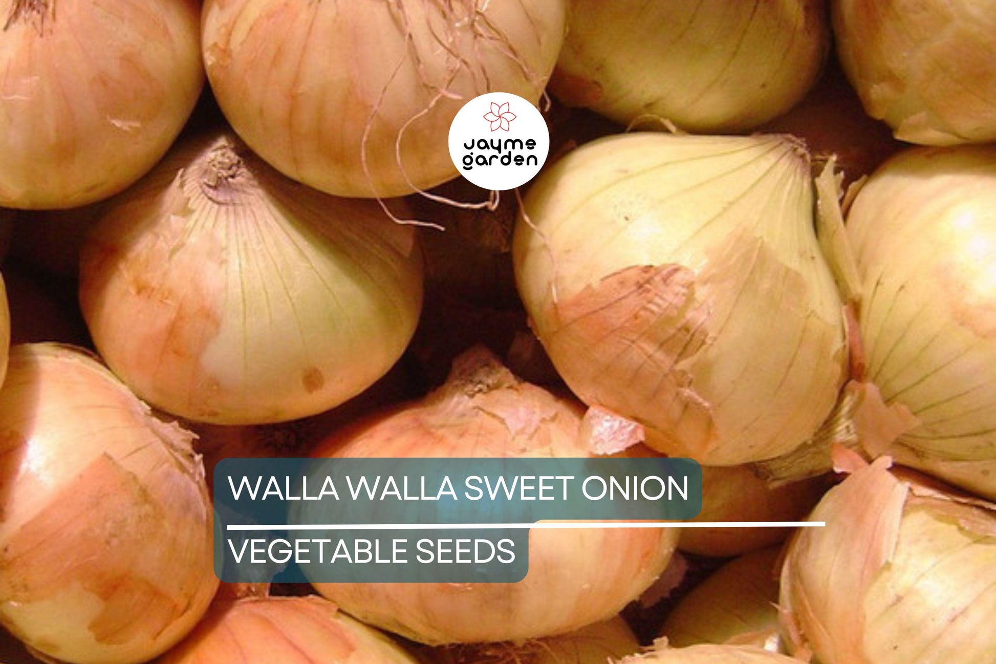 1000 Walla Walla Sweet Onion Seeds – Heirloom, Non-GMO | USA Seller, 