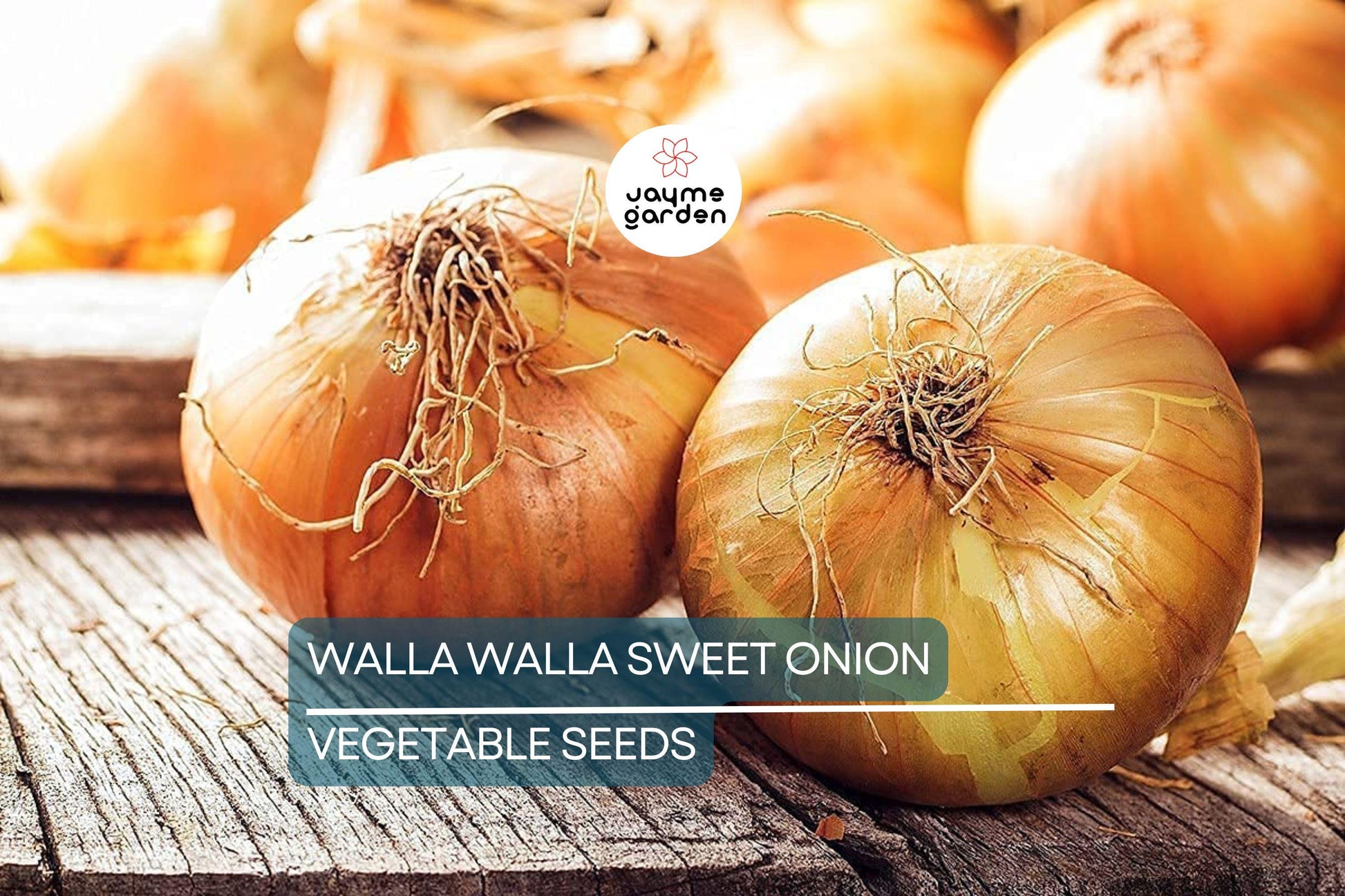 1000 Walla Walla Sweet Onion Seeds – Heirloom, Non-GMO | USA Seller, 