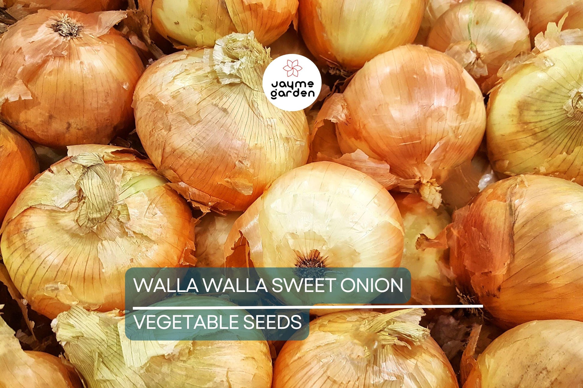 1000 Walla Walla Sweet Onion Seeds – Heirloom, Non-GMO | USA Seller, 