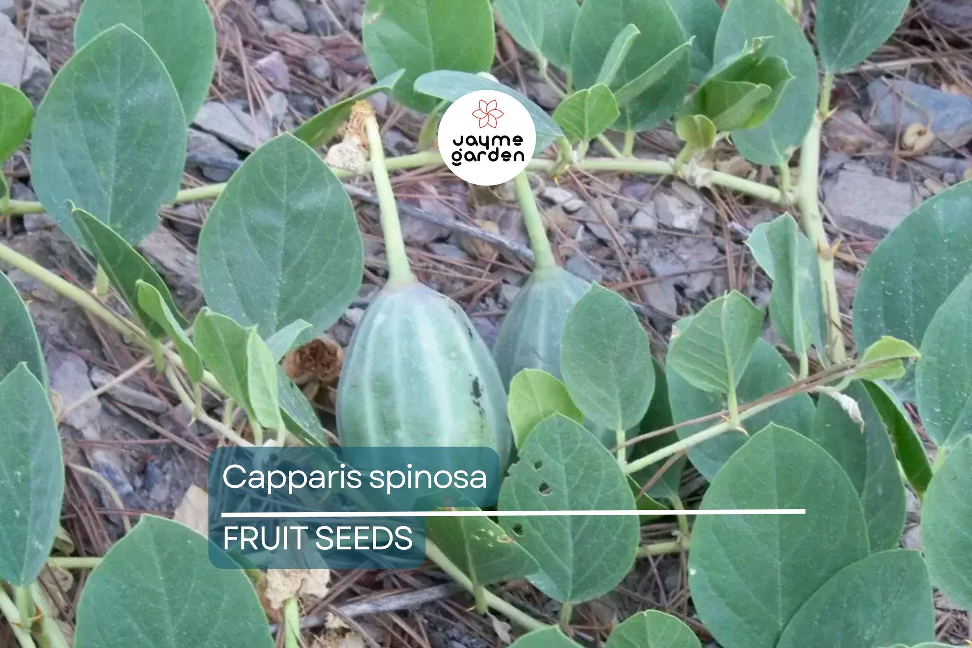 50 Caper Seeds (Capparis spinosa) - Non-GMO | Grow Your Own Caper Bush | Edible Buds & Berries | Perennial Herb | 