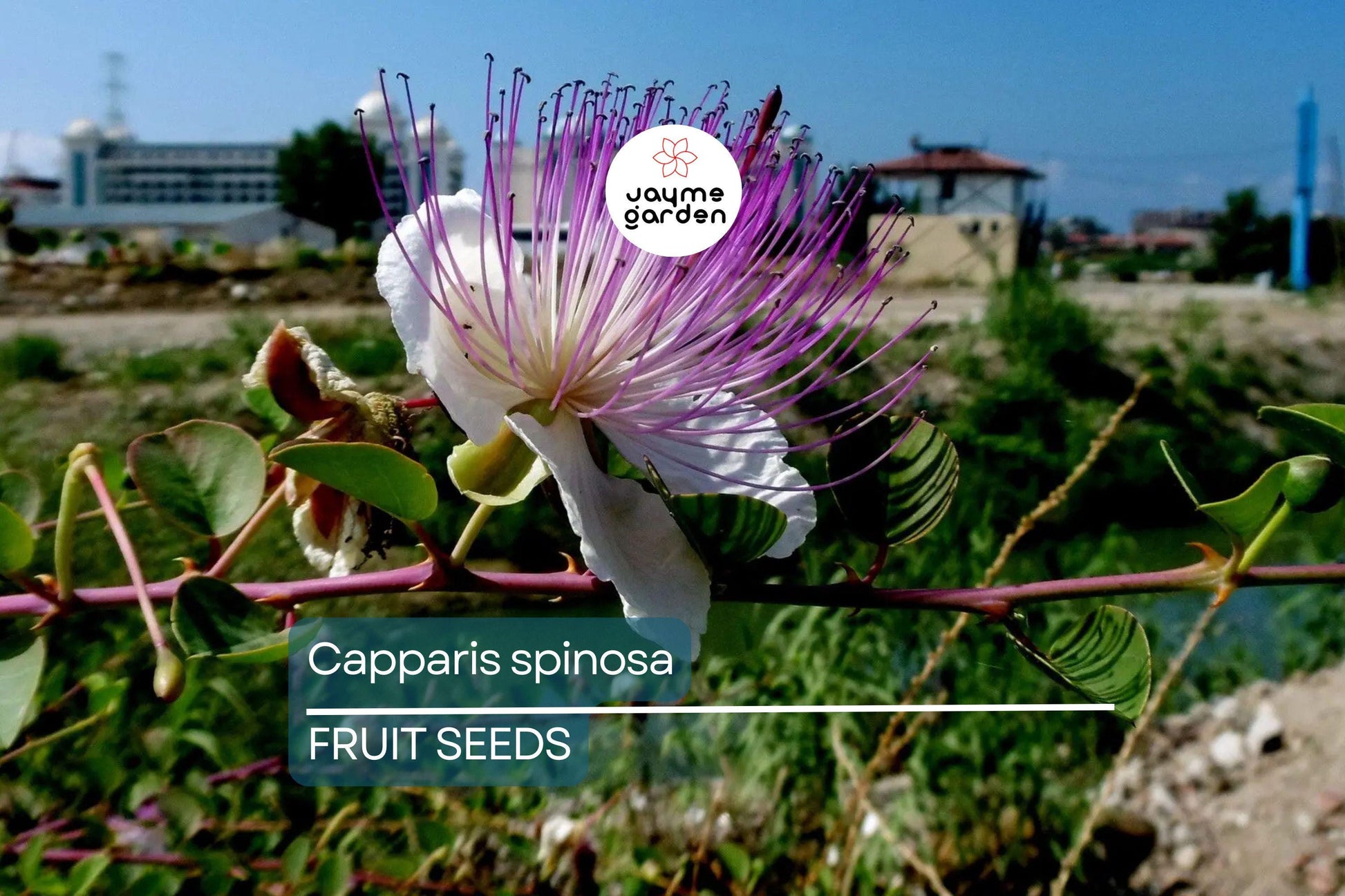 50 Caper Seeds (Capparis spinosa) - Non-GMO | Grow Your Own Caper Bush | Edible Buds & Berries | Perennial Herb | 