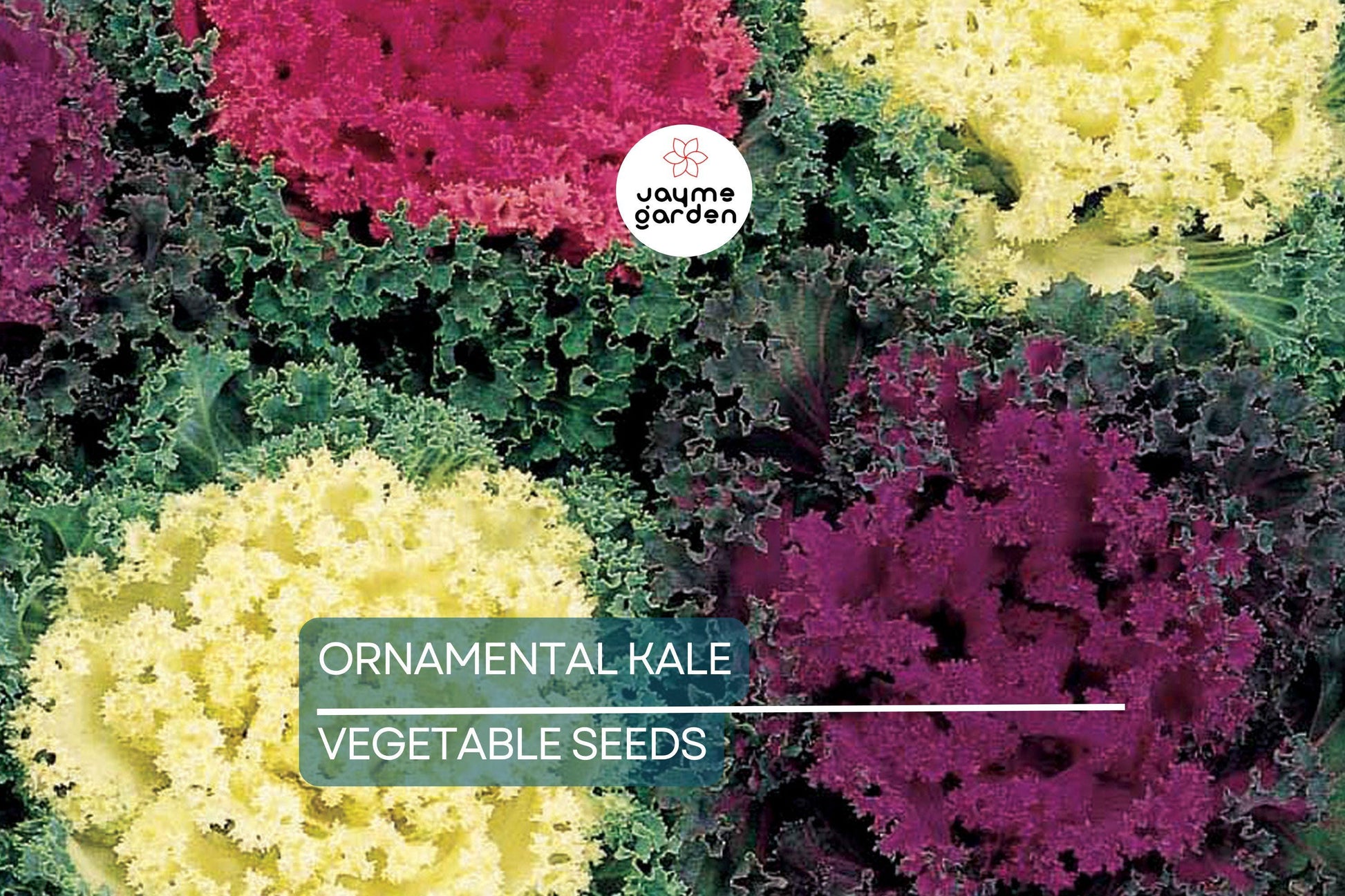 50 Ornamental Kale Seeds – Non-GMO Heirloom, , Decorative Garnish