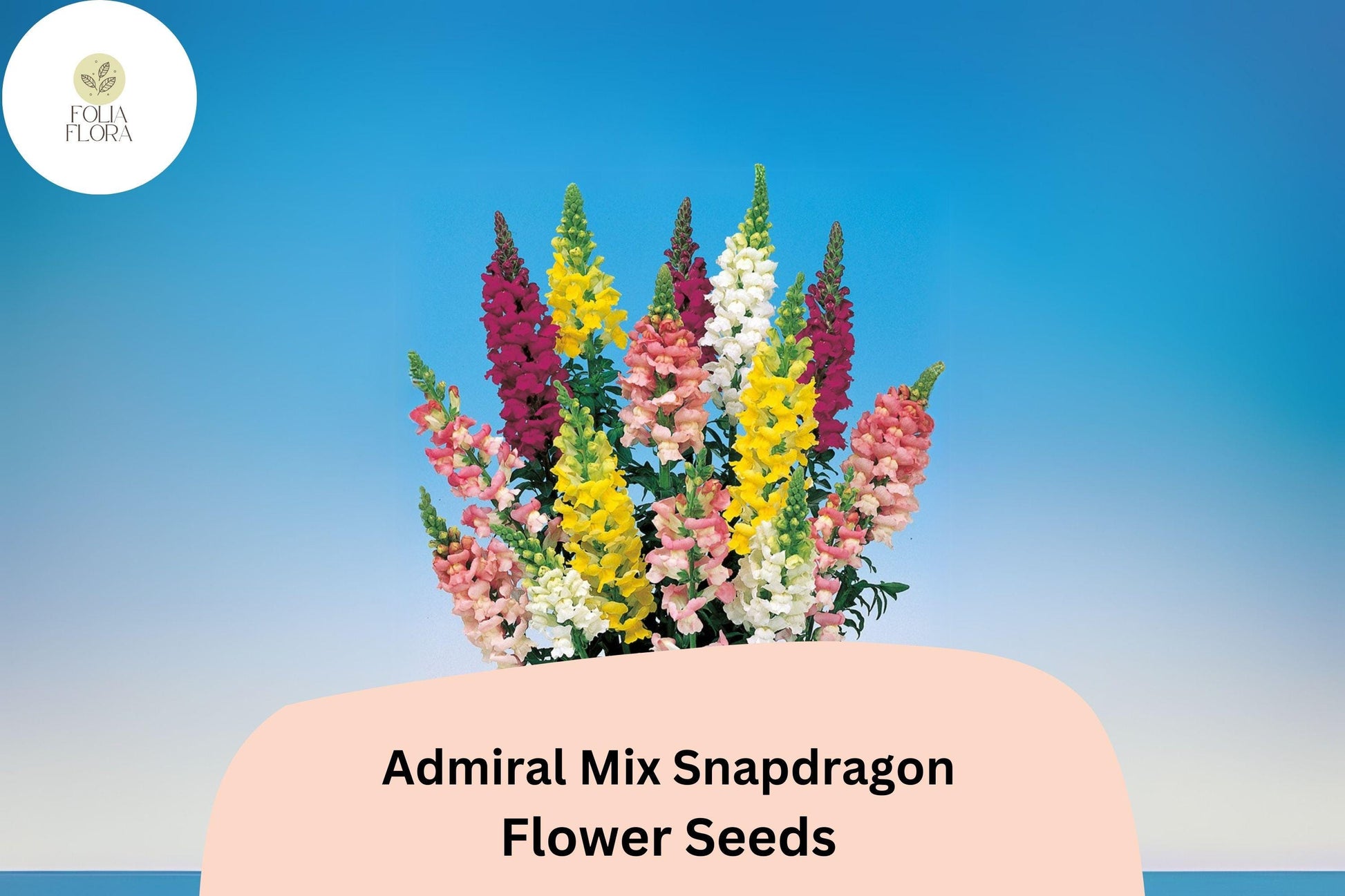 Admiral Mix Snapdragon Seeds (Antirrhinum majus) | 1000+ Seeds | Vibrant Blooms for Garden & Borders