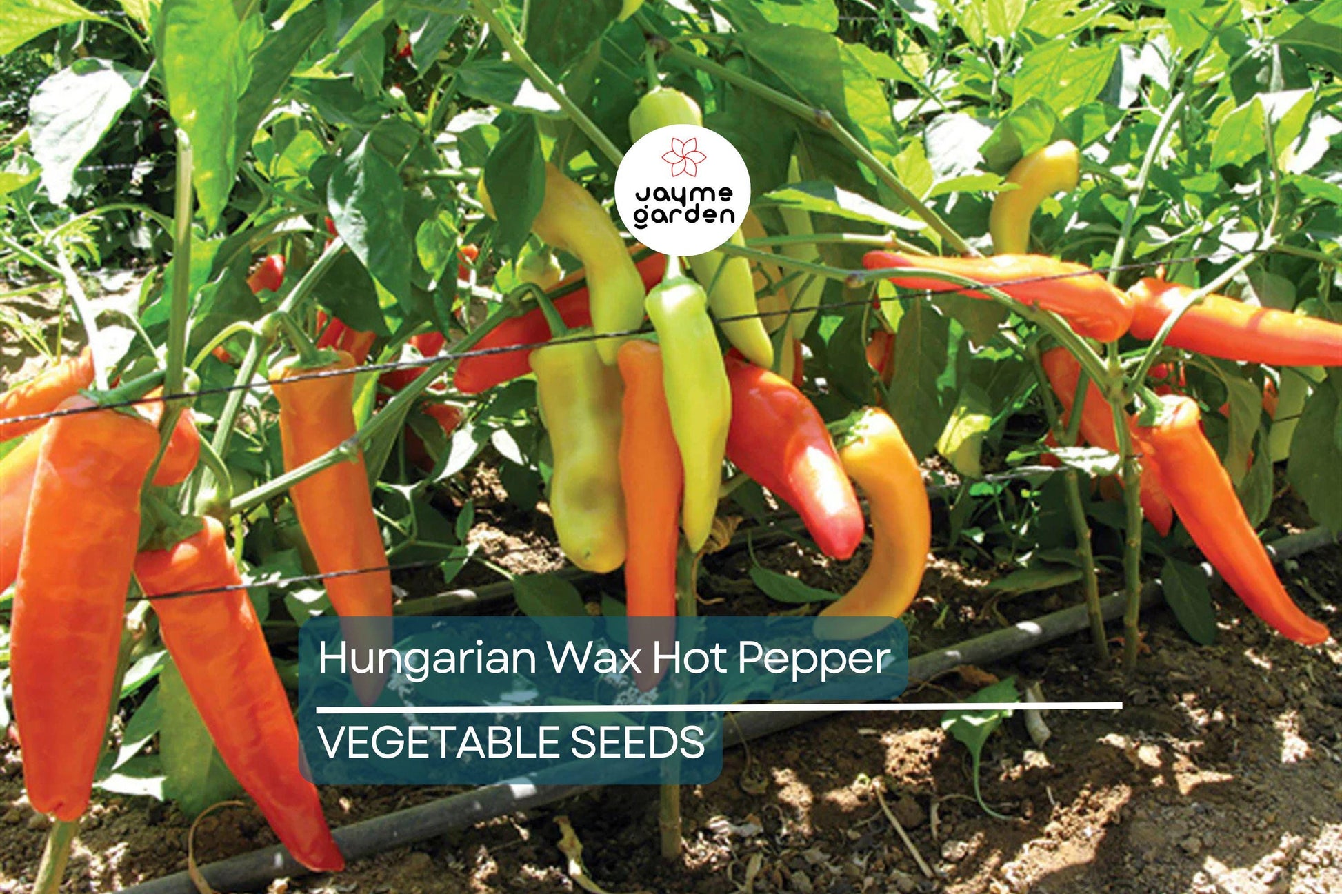 200 Hungarian Wax Hot Pepper Seeds - Heirloom, Non-GMO, Spicy Banana Peppers