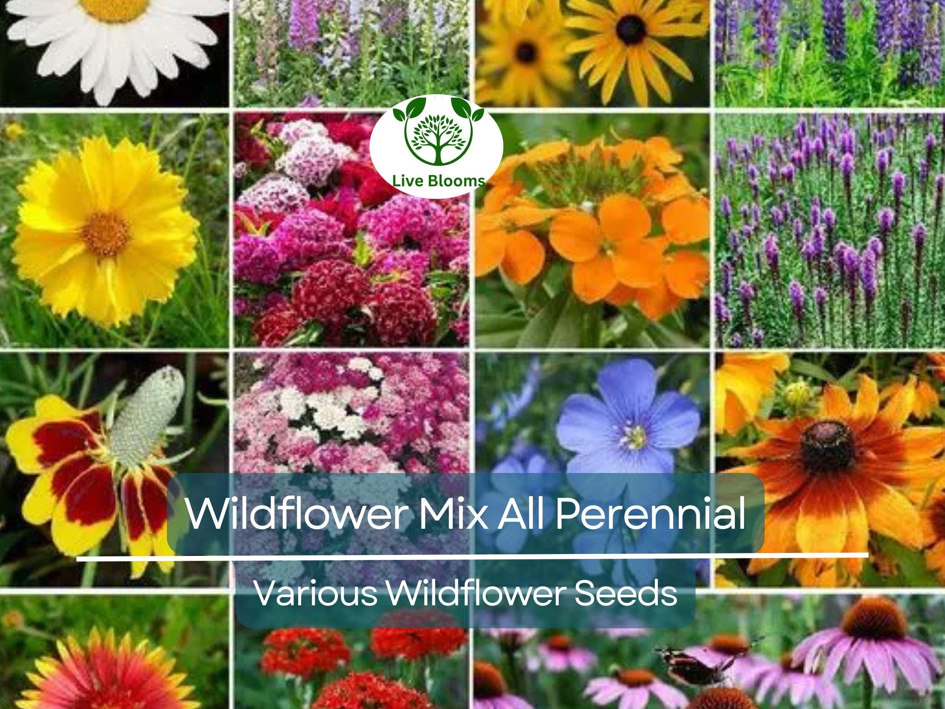 1000 Seeds Wildflower Mix All Perennial Heirloom Flowers Pollinators Non-GMO (Native Wildflowers)