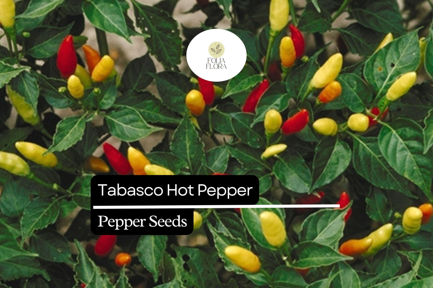 25 Tabasco Pepper Seeds – Capsicum frutescens – Heirloom, Spicy & Tangy, High-Yielding, Non-GMO