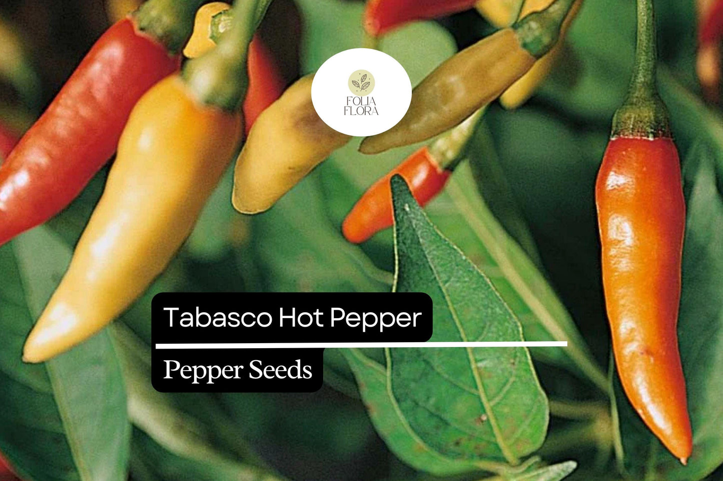 25 Tabasco Pepper Seeds – Capsicum frutescens – Heirloom, Spicy & Tangy, High-Yielding, Non-GMO