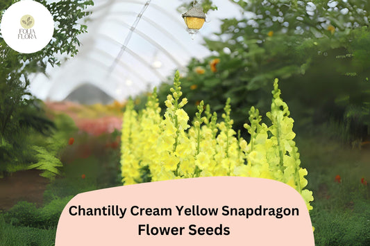 Chantilly Cream Yellow Snapdragon Seeds (Antirrhinum majus) | 1000+ Seeds | Tall, Soft Yellow Blooms for Garden & Cut Flowers