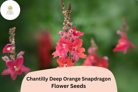 Chantilly Deep Orange Snapdragon Seeds (Antirrhinum majus) | 1000+ Seeds | Tall, Vibrant Blooms for Garden & Cut Flowers