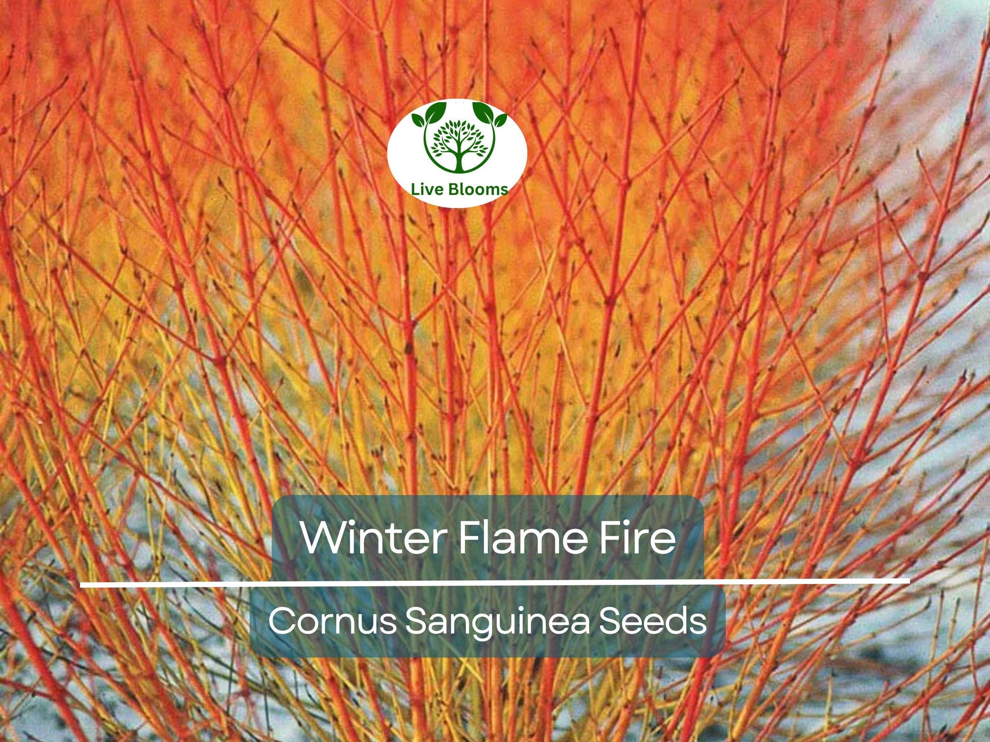 40 Winter Flame Fire Bush Seeds | Bloodtwig Red Dogwood (Cornus Sanguinea) | Vibrant Red Stems, Perfect for Hedges & Winter Landscaping