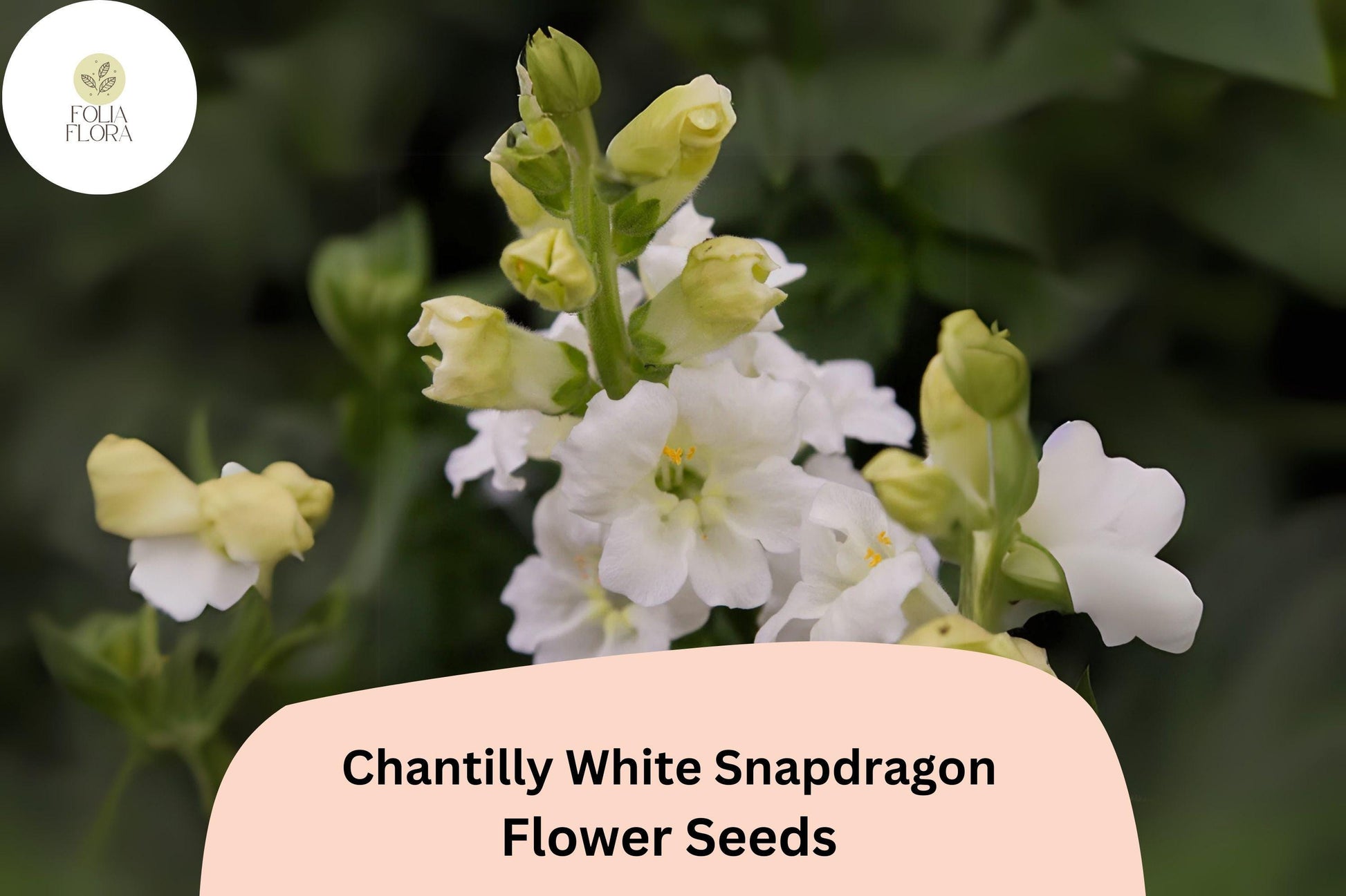 Chantilly White Snapdragon Seeds (Antirrhinum majus) | 1000+ Seeds | Tall, Fragrant White Blooms for Garden & Cut Flowers