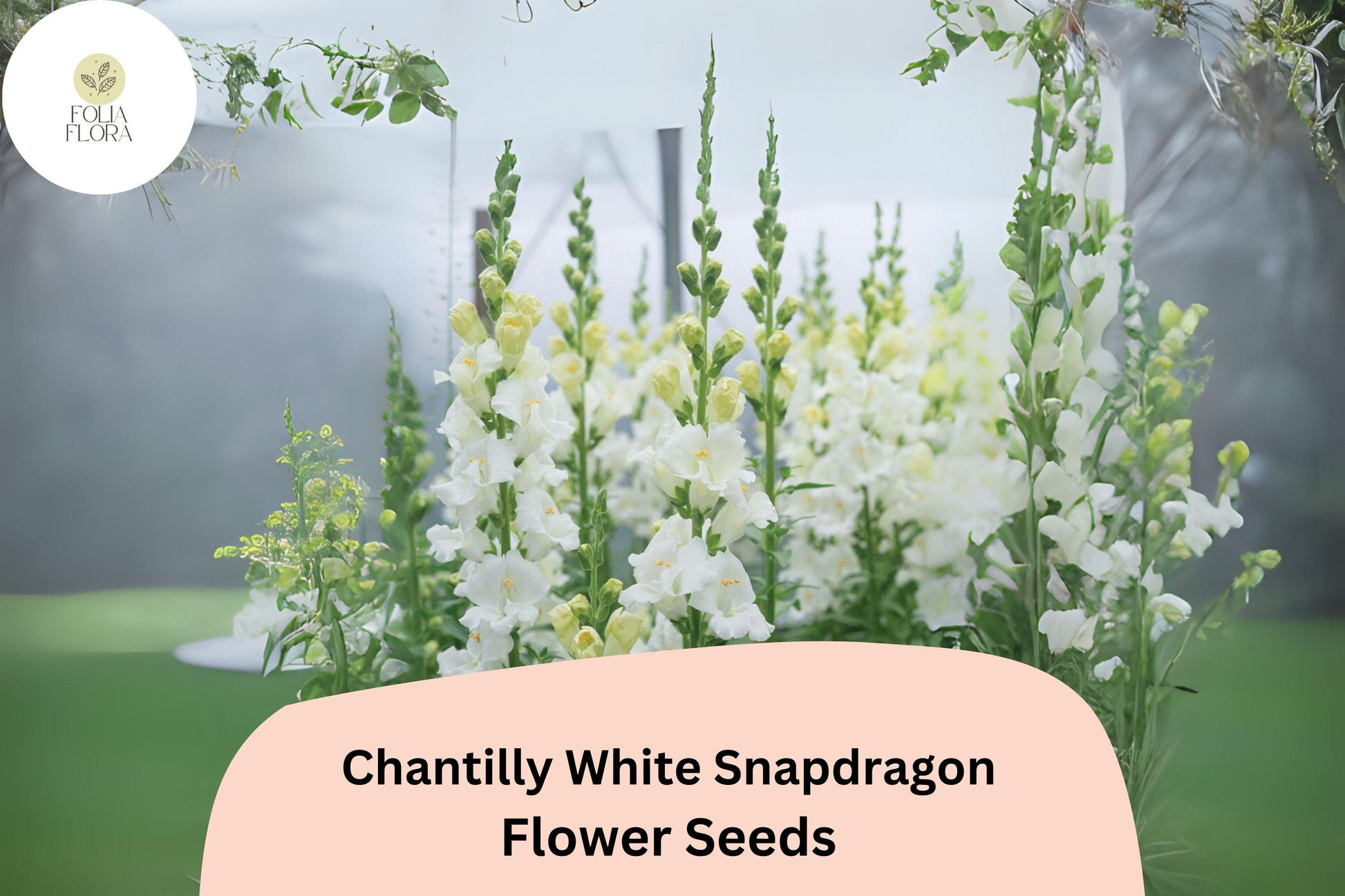 Chantilly White Snapdragon Seeds (Antirrhinum majus) | 1000+ Seeds | Tall, Fragrant White Blooms for Garden & Cut Flowers