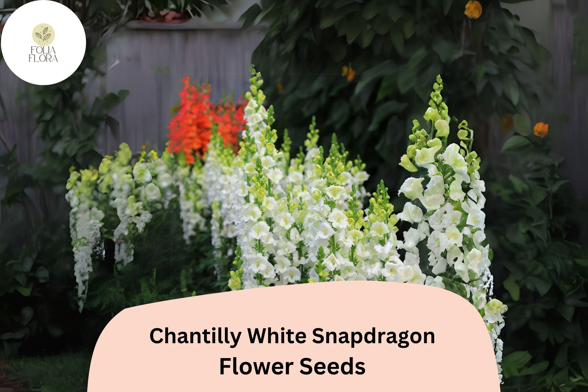 Chantilly White Snapdragon Seeds (Antirrhinum majus) | 1000+ Seeds | Tall, Fragrant White Blooms for Garden & Cut Flowers