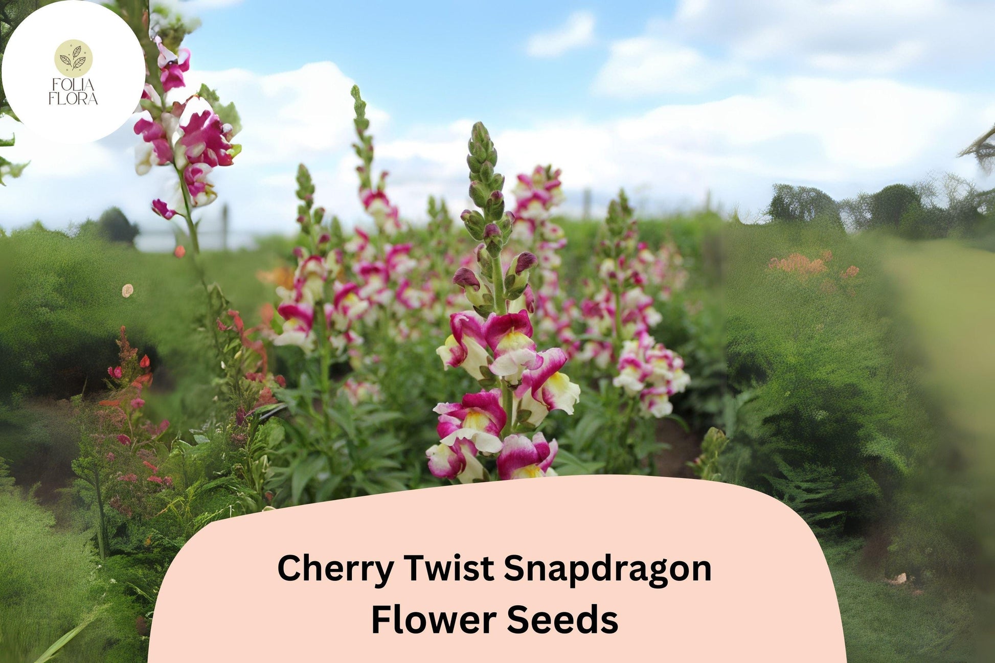Cherry Twist Snapdragon Seeds (Antirrhinum majus) | 1000+ Seeds | Vibrant Cherry-Red Blooms for Garden & Cut Flowers
