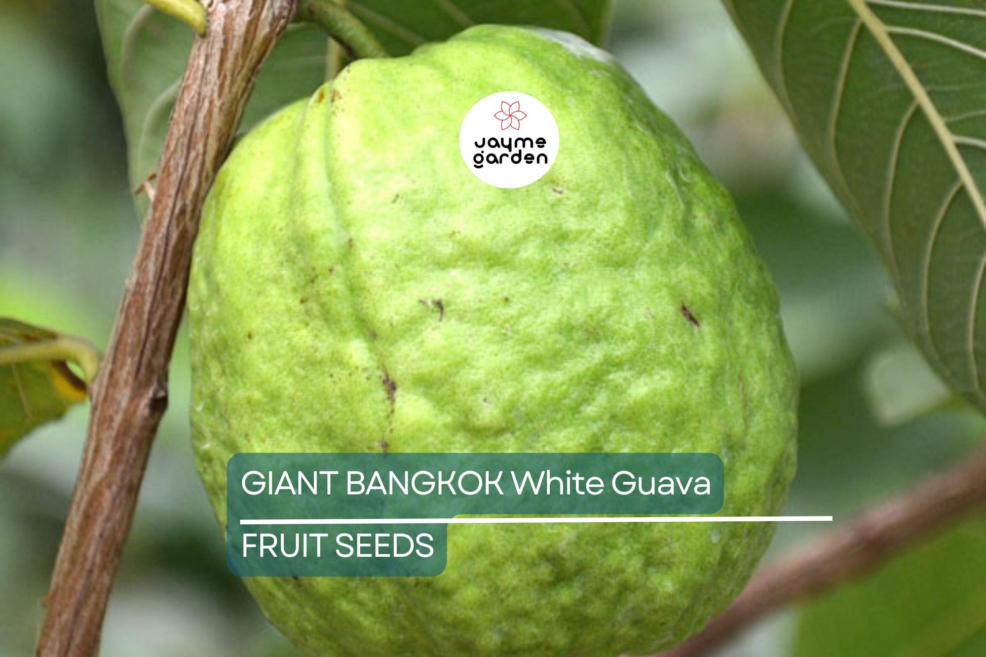 20 Giant Bangkok White Guava Seeds – Organic Non-GMO Sweet Fruit Tree, Psidium Guajava, Tropical Indoor/Outdoor Plant