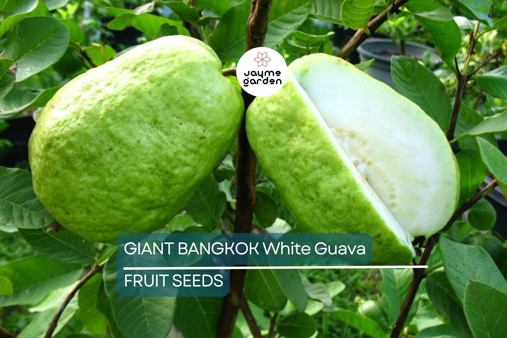 20 Giant Bangkok White Guava Seeds – Organic Non-GMO Sweet Fruit Tree, Psidium Guajava, Tropical Indoor/Outdoor Plant