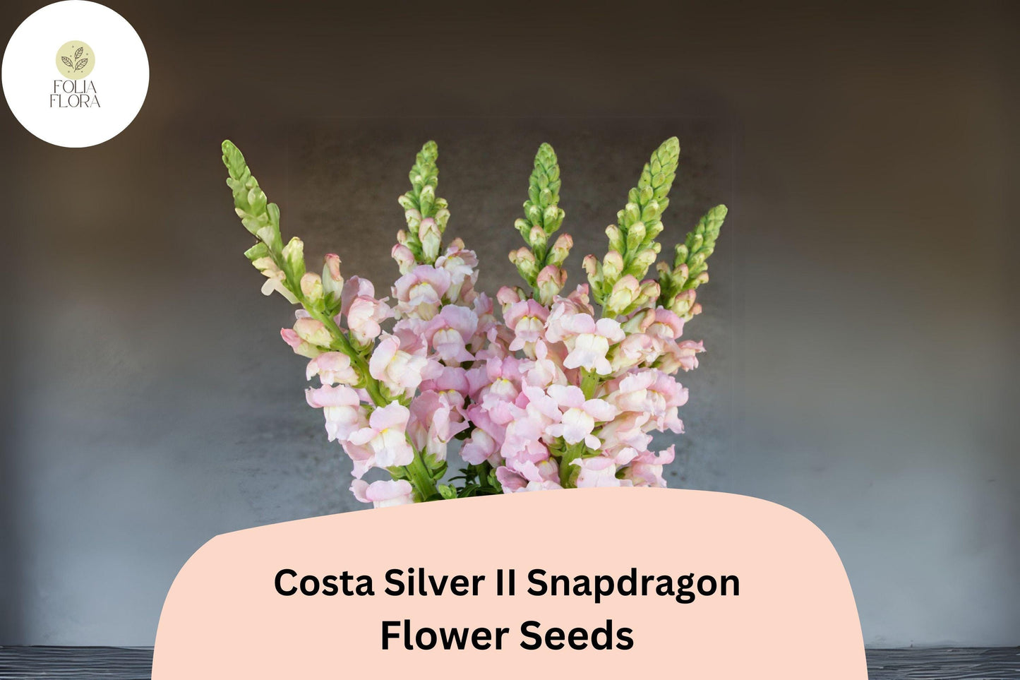 Costa Silver II Snapdragon Seeds (Antirrhinum majus) | 1000+ Seeds | Soft Silvery-Lavender Blooms for Garden & Cut Flowers