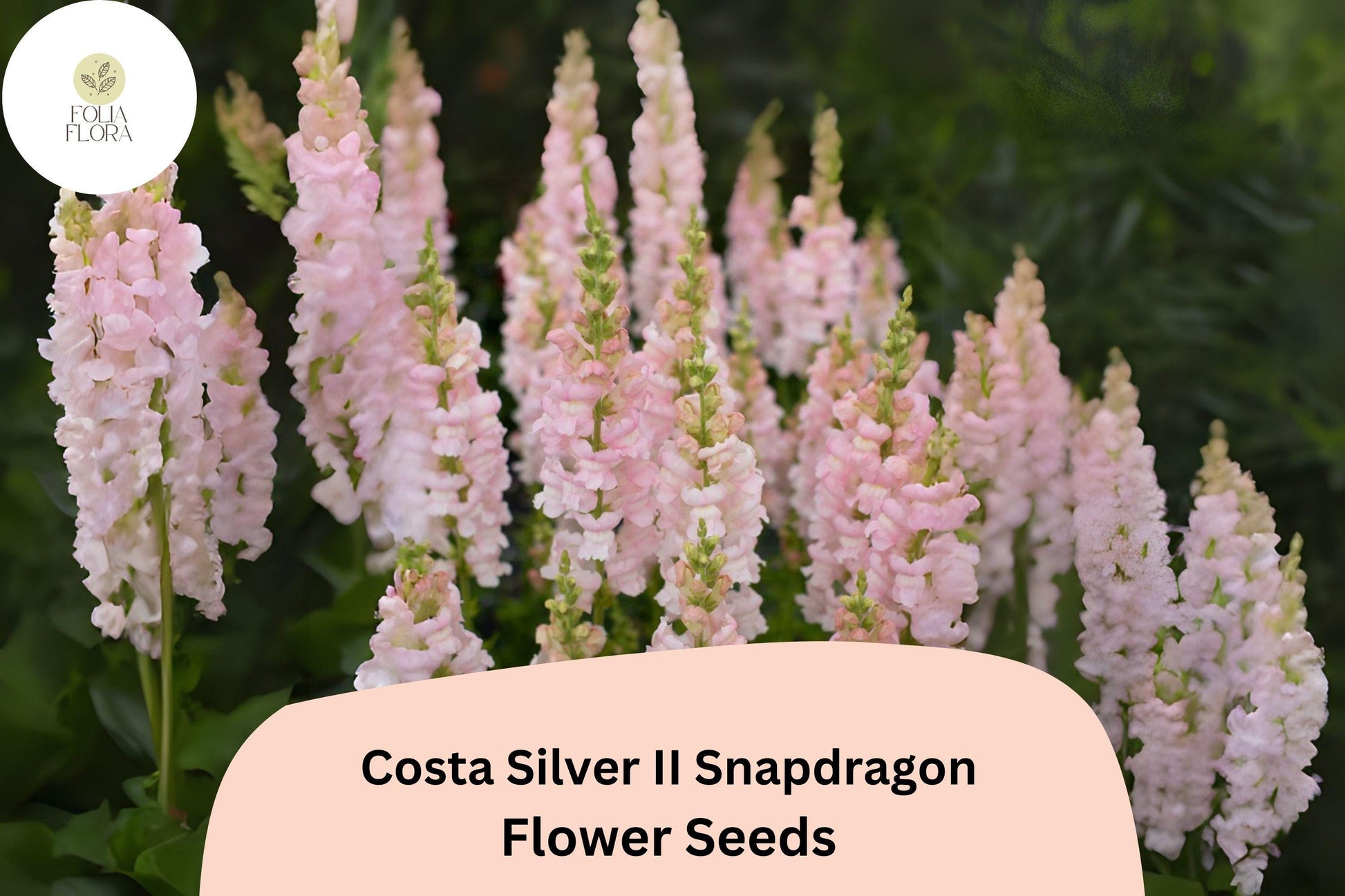 Costa Silver II Snapdragon Seeds (Antirrhinum majus) | 1000+ Seeds | Soft Silvery-Lavender Blooms for Garden & Cut Flowers