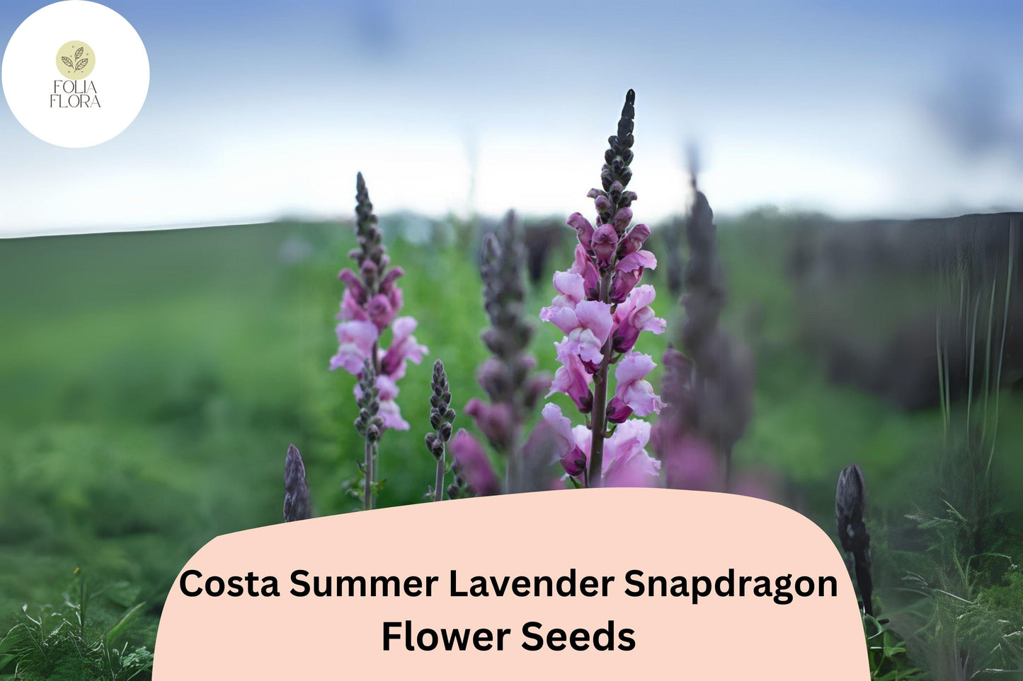 Costa Summer Lavender III Snapdragon Seeds (Antirrhinum majus) | 1000+ Seeds | Soft Lavender Blooms for Garden & Cut Flowers