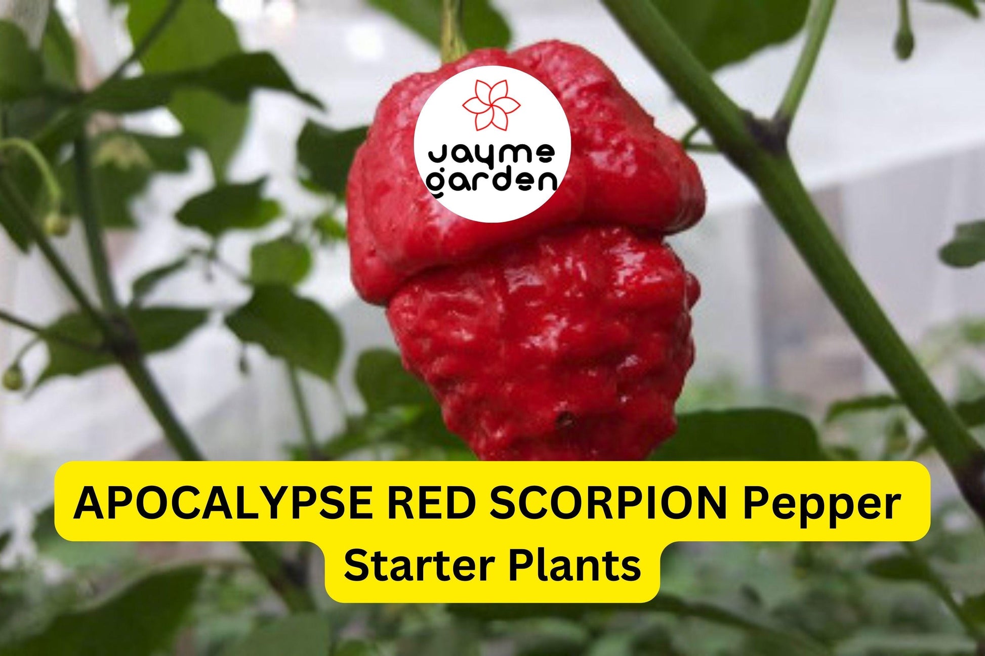3 Apocalypse Red Scorpion Pepper Starter Plants - Super Hot Chili - Extreme Heat for Spicy Recipes, Gardens & Container Growing