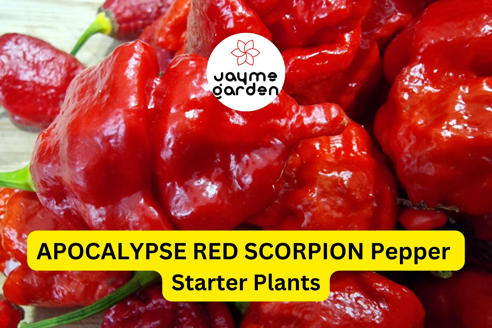 3 Apocalypse Red Scorpion Pepper Starter Plants - Super Hot Chili - Extreme Heat for Spicy Recipes, Gardens & Container Growing