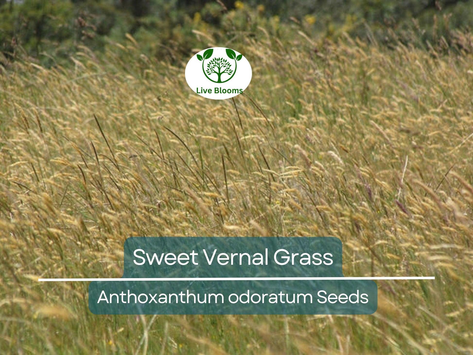 300 Sweet Vernal Grass Seeds – Vanilla Herb (Anthoxanthum odoratum), Fragrant, Perennial Herb, Easy to Grow, Aromatic Lawn or Garden Plant