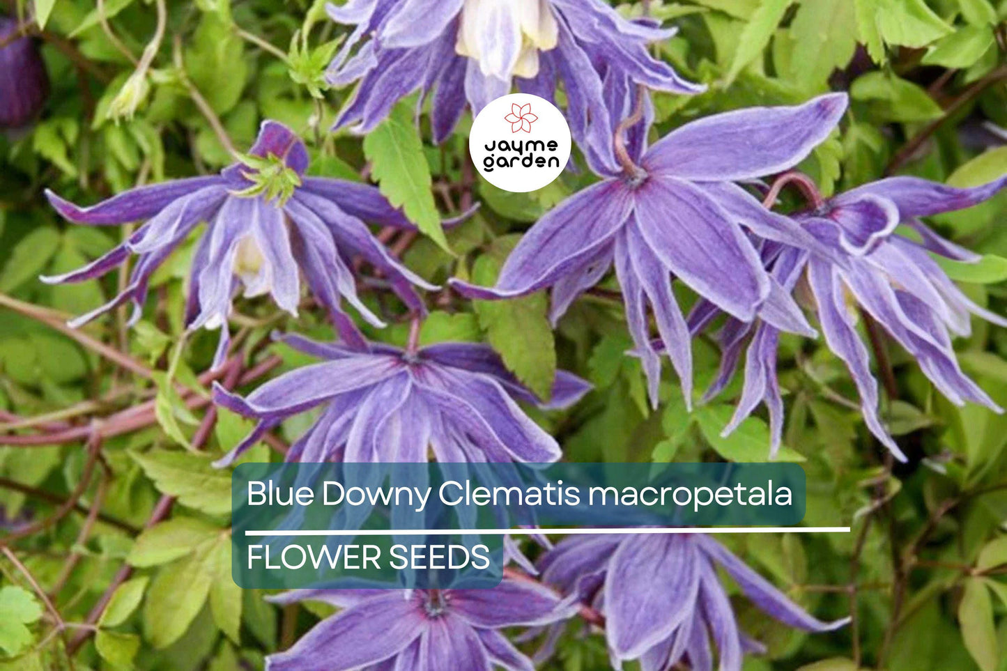 20 Blue Downy Clematis Seeds (Clematis macropetala) - Hardy Climbing Vine, Large Lavender-Blue Flowers