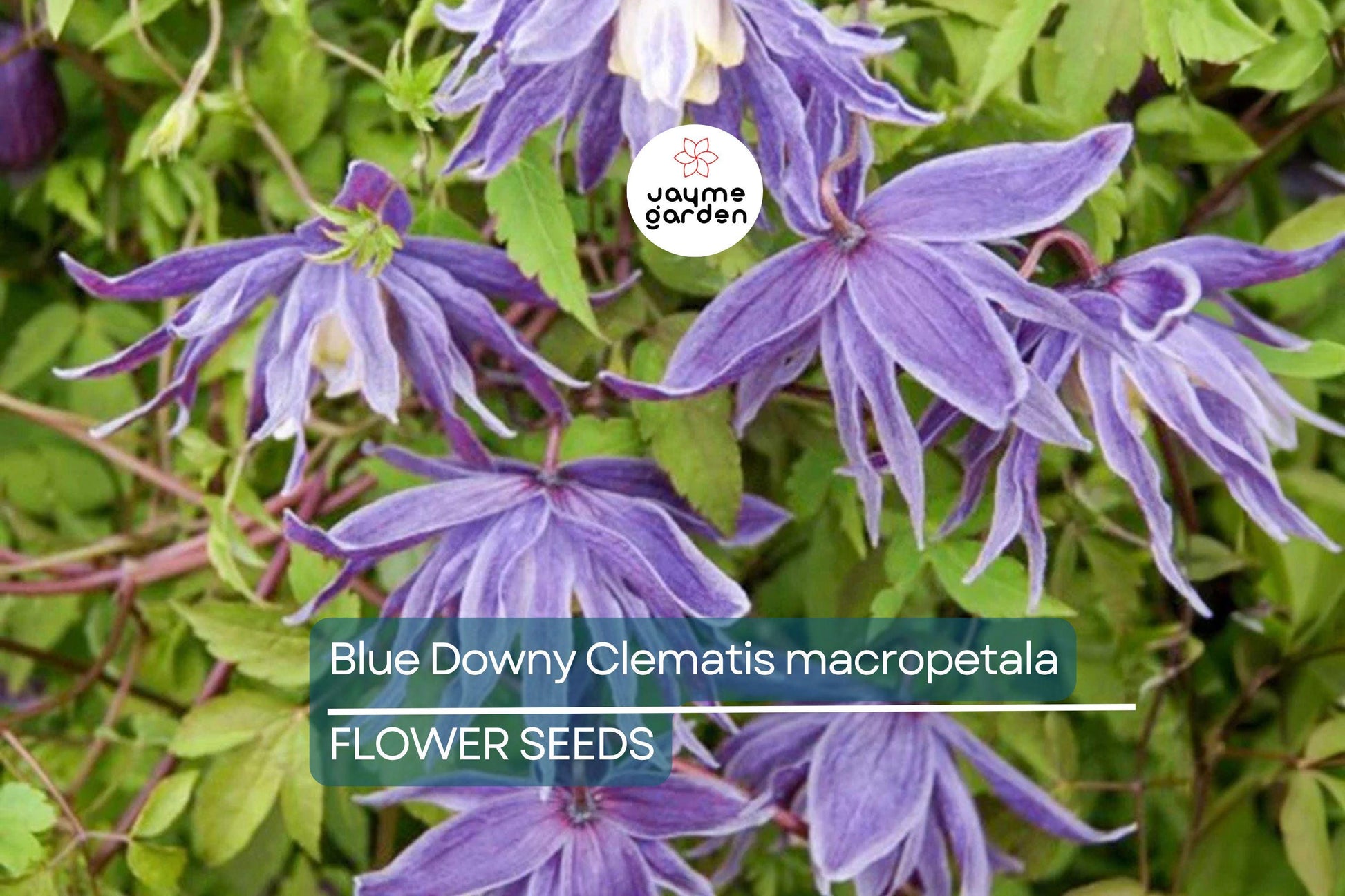 20 Blue Downy Clematis Seeds (Clematis macropetala) - Hardy Climbing Vine, Large Lavender-Blue Flowers
