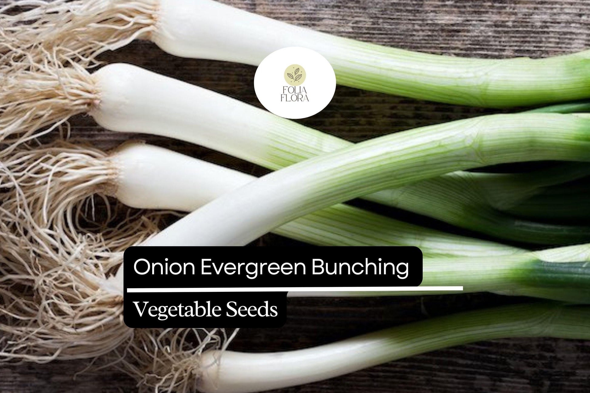 200 Evergreen Bunching Onion Seeds – Allium fistulosum – Heirloom, Fast-Growing, Mild Flavor, Great for Salads & Cooking, Non-GMO