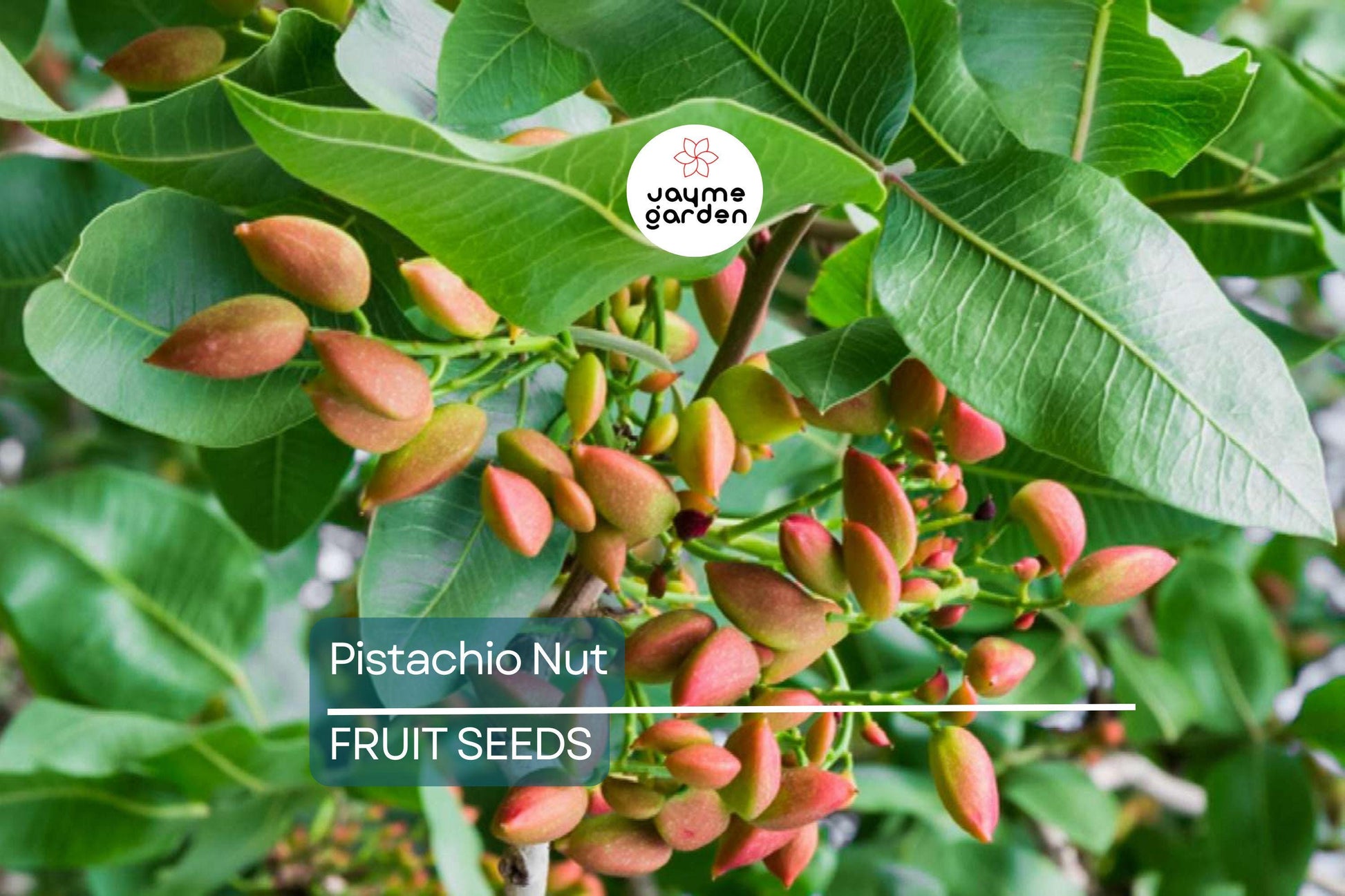 5 Pistachio Nut Tree Seeds (Pistacia vera) – Hardy, Edible Tree for Zones 7-11, Nut-Producing Plant