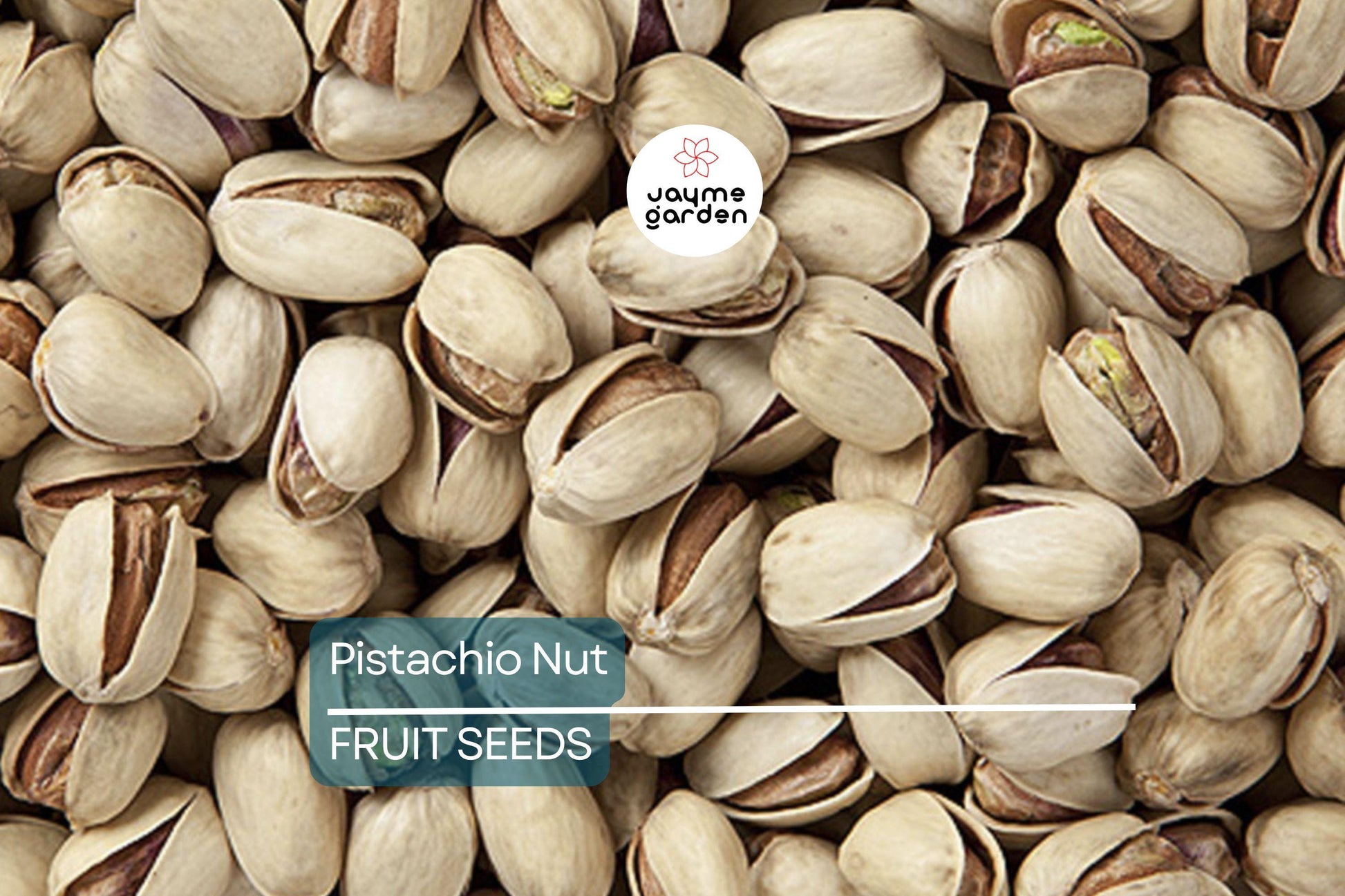 5 Pistachio Nut Tree Seeds (Pistacia vera) – Hardy, Edible Tree for Zones 7-11, Nut-Producing Plant