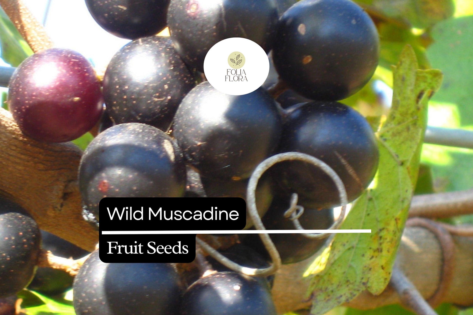 Wild Muscadine Seeds – Vitis rotundifolia – 5 Seeds, Native Grape Vine, Edible Fruit, Drought-Tolerant, Pollinator-Friendly, Fast-Growing