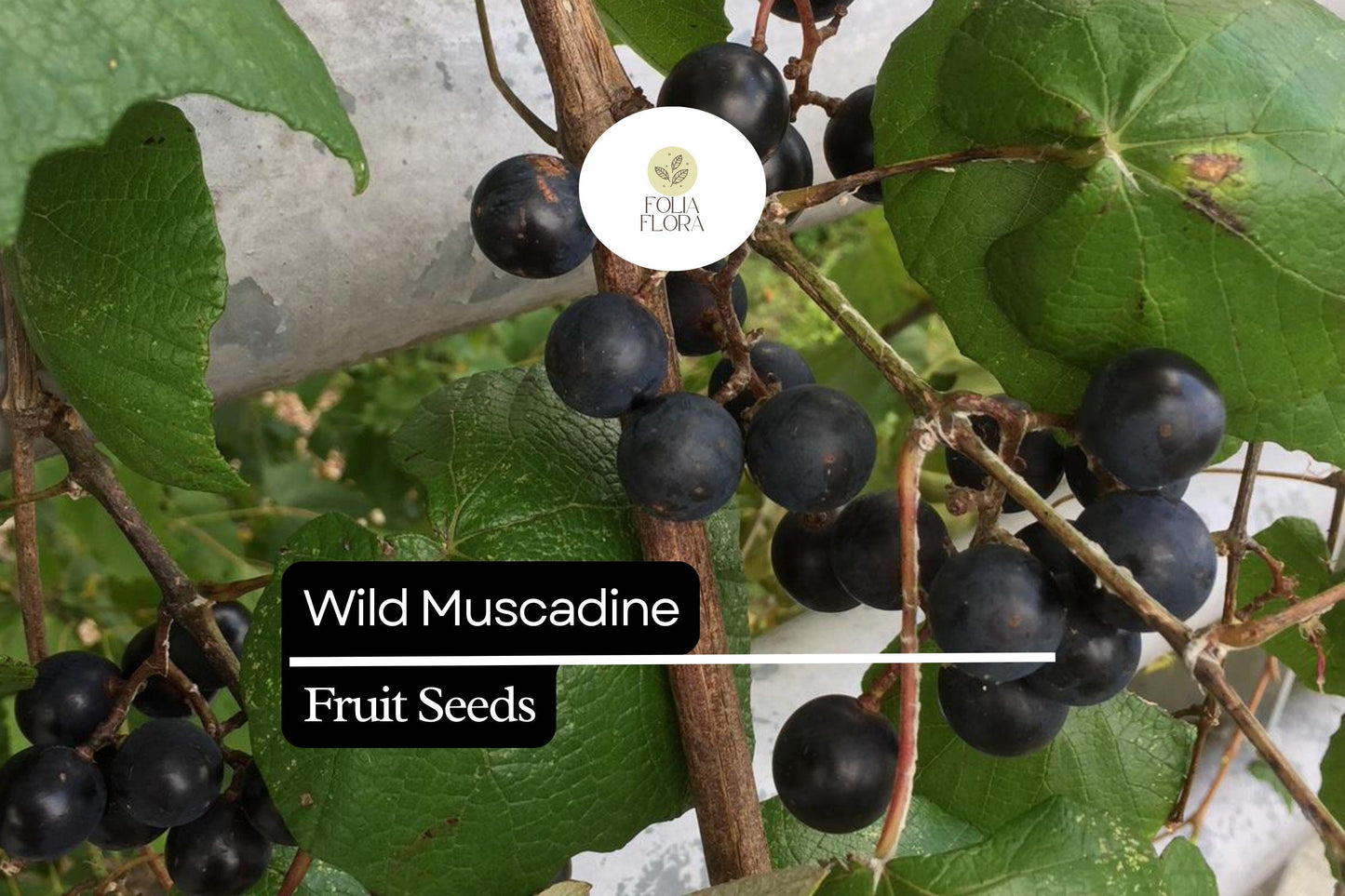 Wild Muscadine Seeds – Vitis rotundifolia – 5 Seeds, Native Grape Vine, Edible Fruit, Drought-Tolerant, Pollinator-Friendly, Fast-Growing