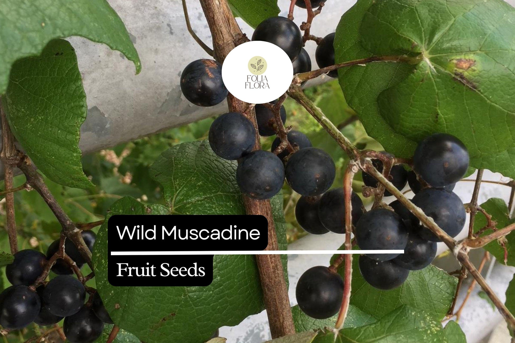 Wild Muscadine Seeds – Vitis rotundifolia – 5 Seeds, Native Grape Vine, Edible Fruit, Drought-Tolerant, Pollinator-Friendly, Fast-Growing