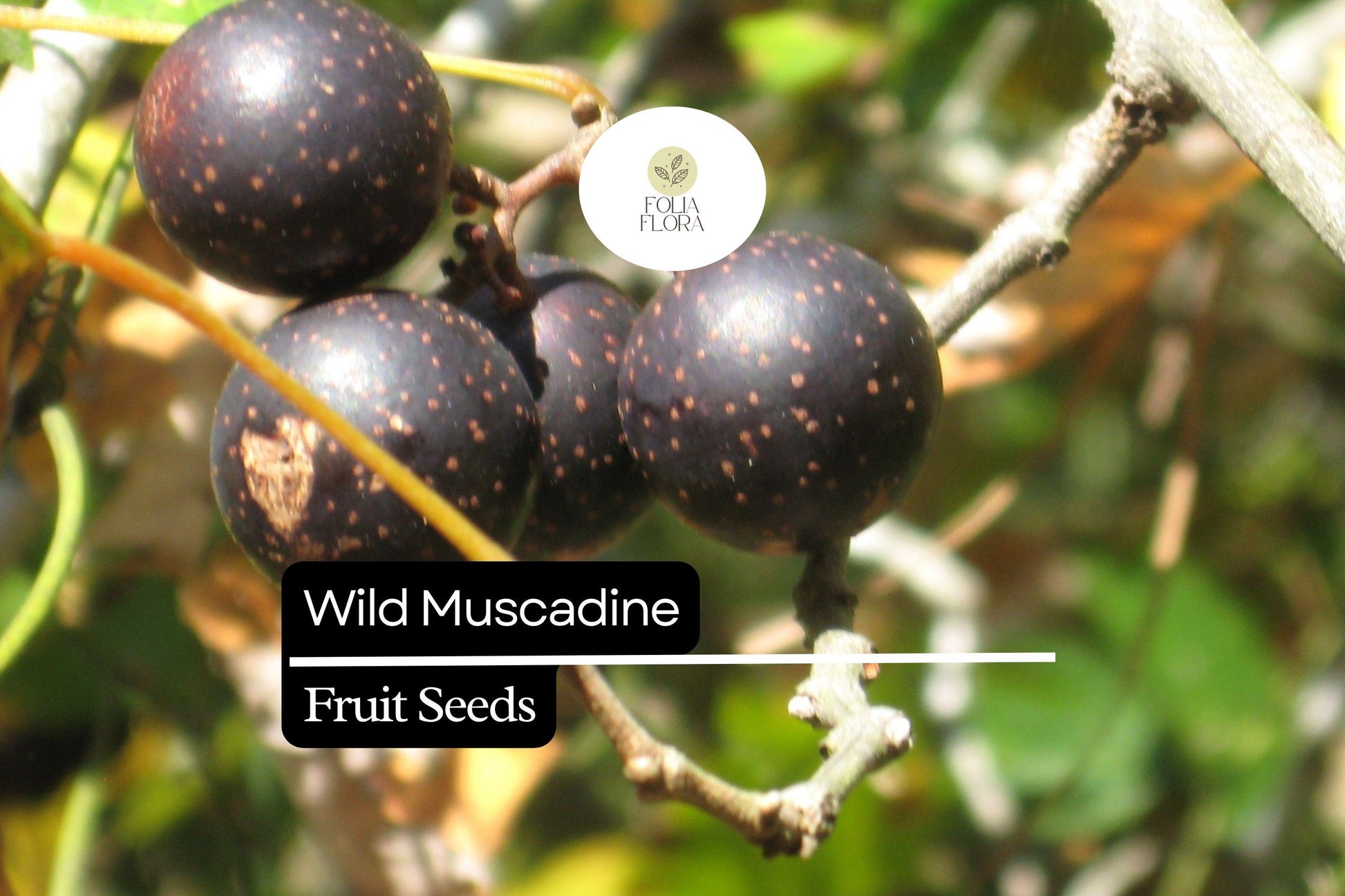 Wild Muscadine Seeds – Vitis rotundifolia – 5 Seeds, Native Grape Vine, Edible Fruit, Drought-Tolerant, Pollinator-Friendly, Fast-Growing