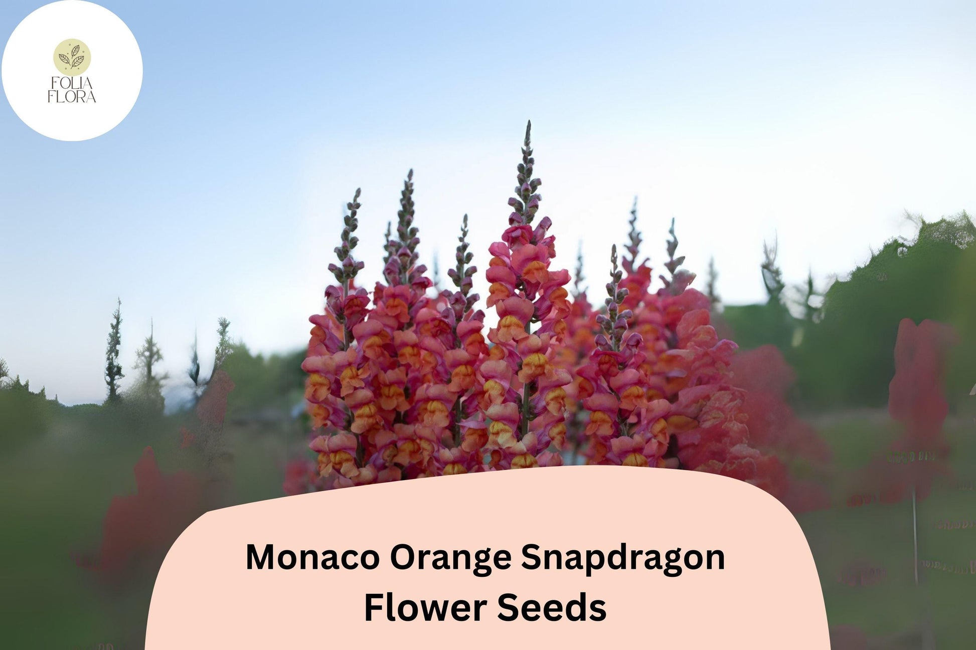 Antirrhinum majus Monaco Orange Snapdragon Seeds – 1000+ Bright Blooms for Garden & Cut Flowers
