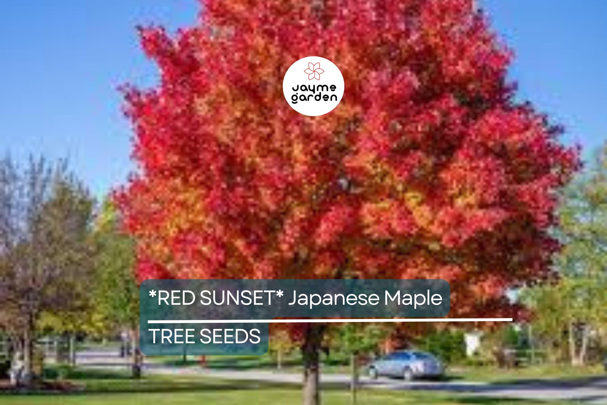 10 Red Sunset Japanese Maple Tree Seeds (Acer rubrum) – Fast-Growing Shade Tree 40-60' for Landscaping or Bonsai