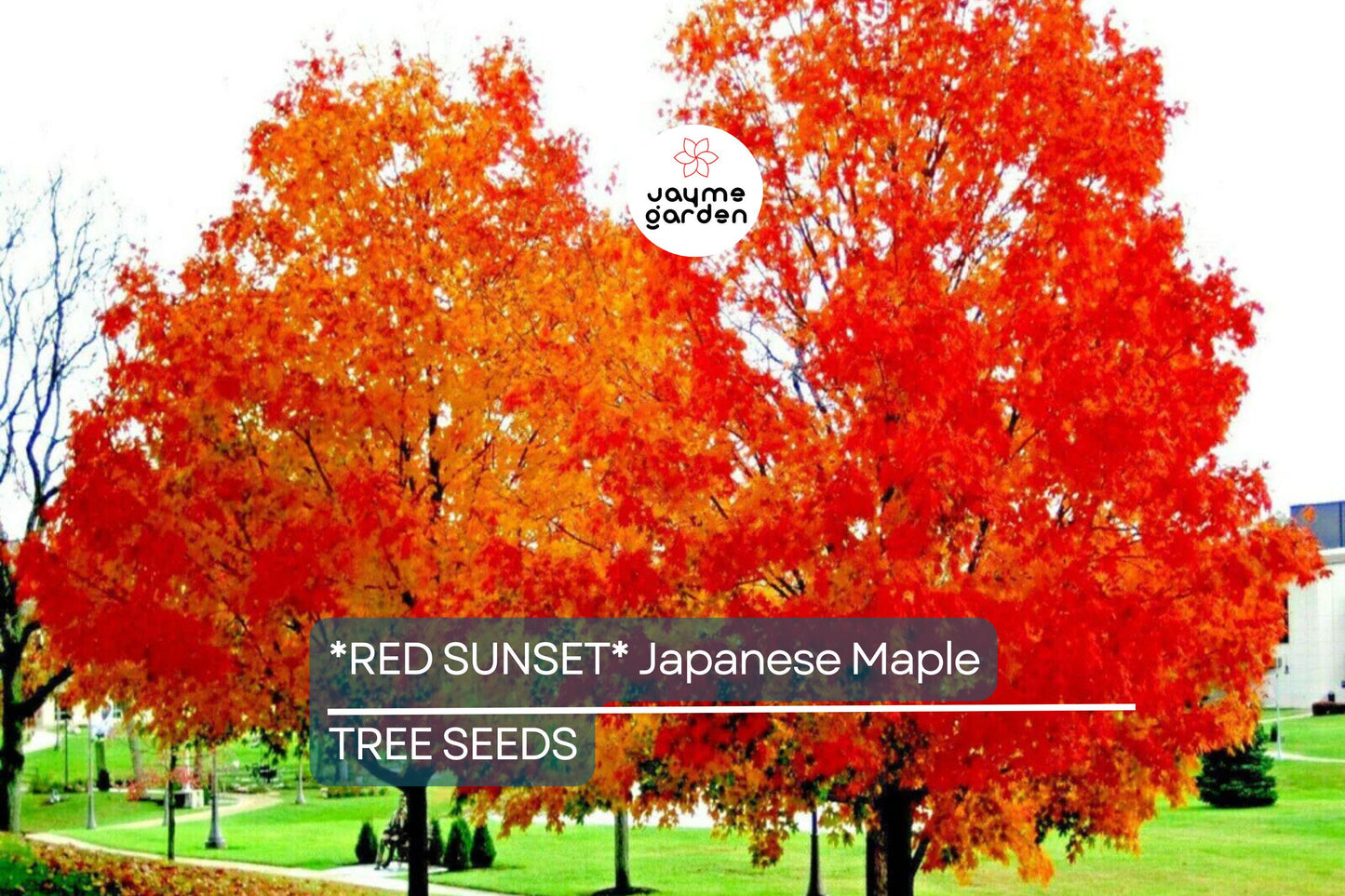 10 Red Sunset Japanese Maple Tree Seeds (Acer rubrum) – Fast-Growing Shade Tree 40-60' for Landscaping or Bonsai