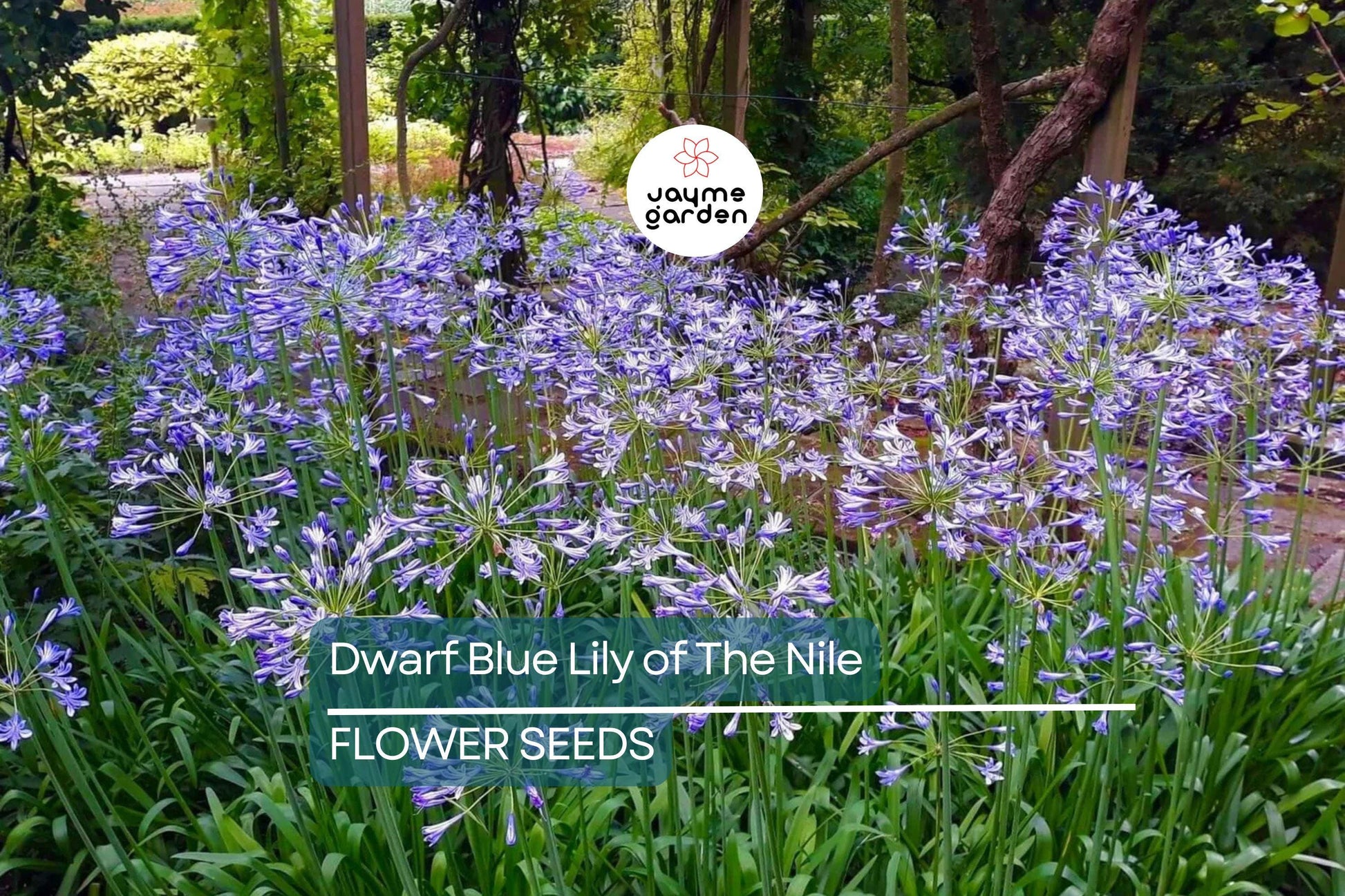 25 Dwarf Blue Lily of the Nile Seeds – Agapanthus ‘Peter Pan’ Perennial Flower, Zone 8-11